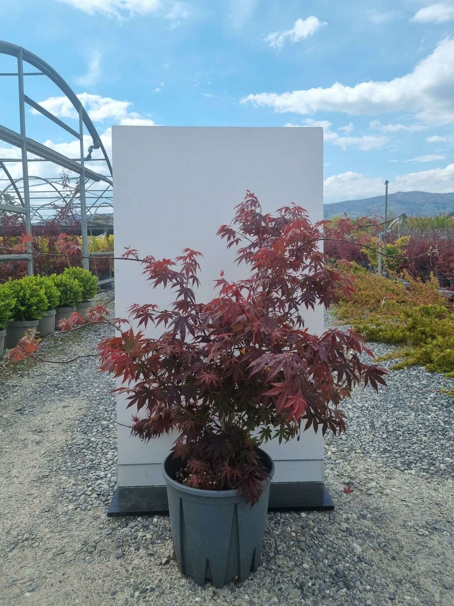 ACER palmatum 'Attraction'