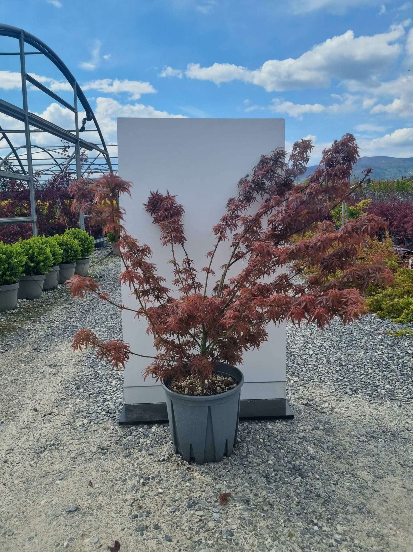 ACER palmatum 'Koto No Ito'