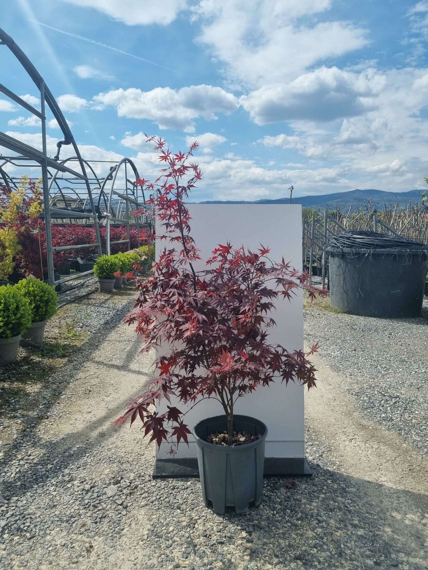 ACER palmatum 'Butterfly'