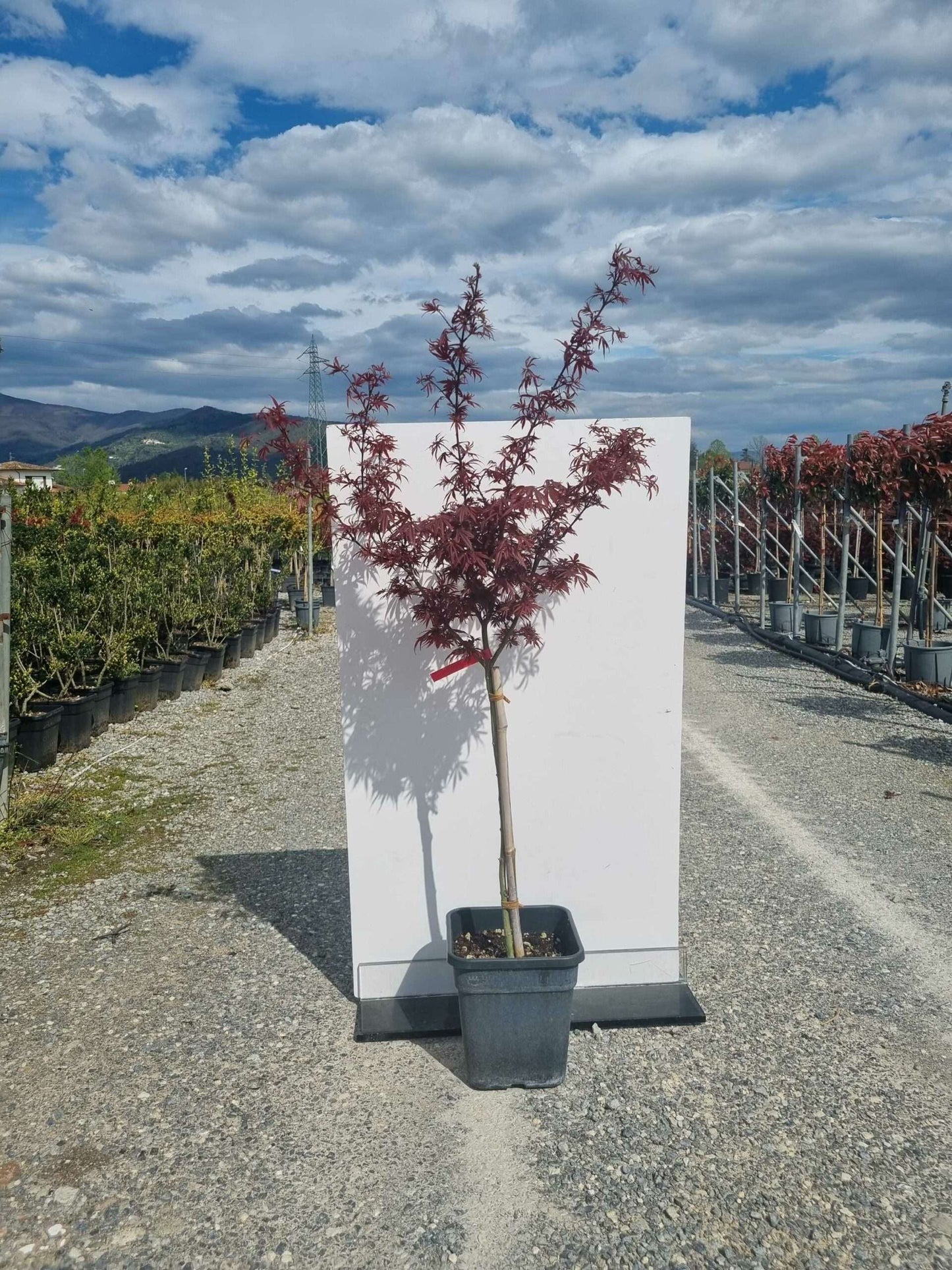 ACER palmatum 'Shaina'