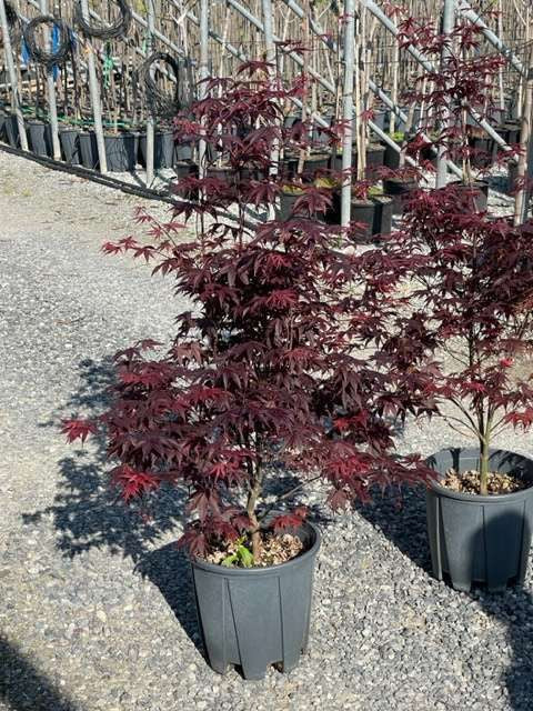 ACER palmatum 'Butterfly'