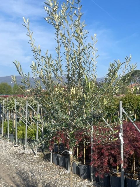 OLEA europaea 'Aglandaou'