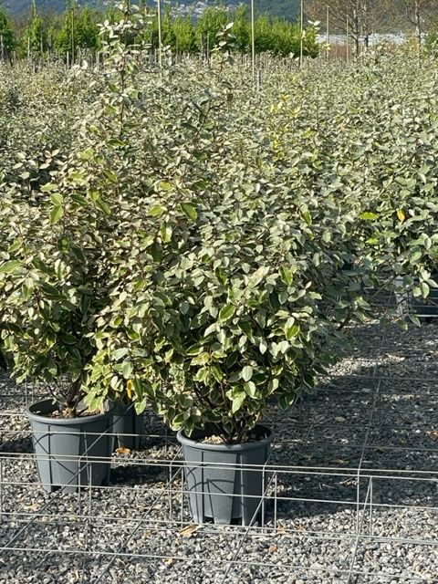 ELAEAGNUS x ebbingei 'Viveleg' ®