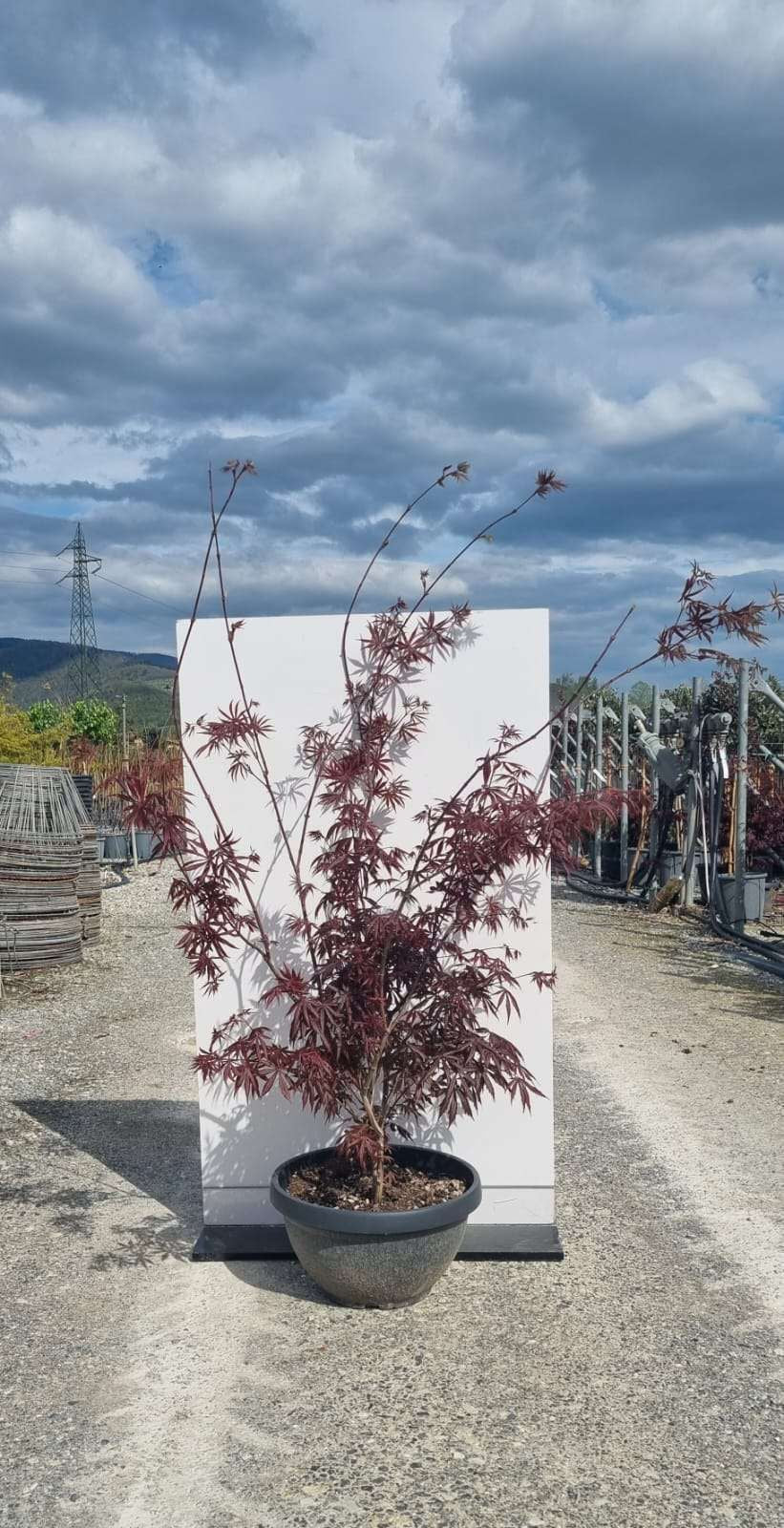 ACER palmatum 'Butterfly'