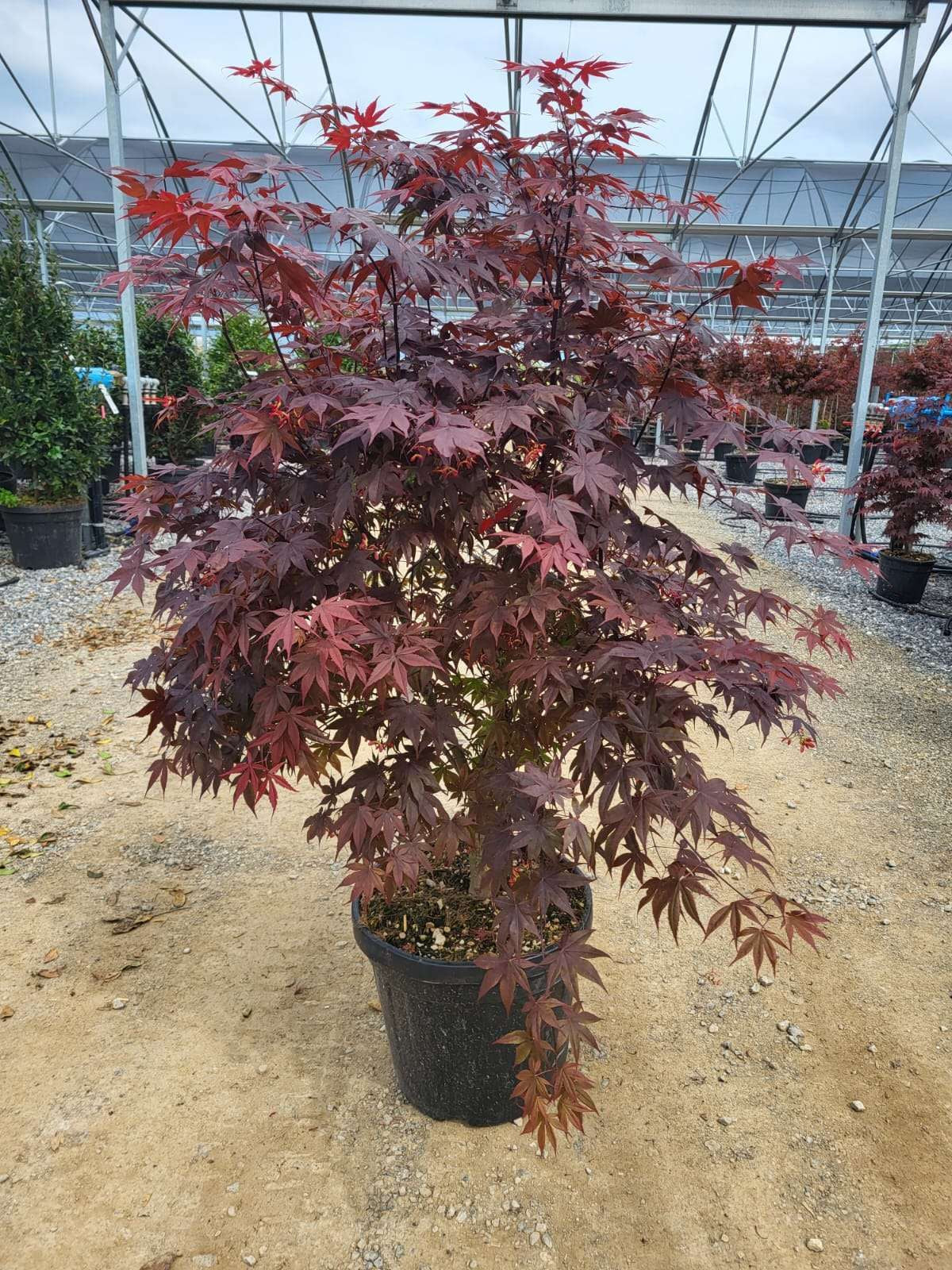 ACER palmatum 'Butterfly'