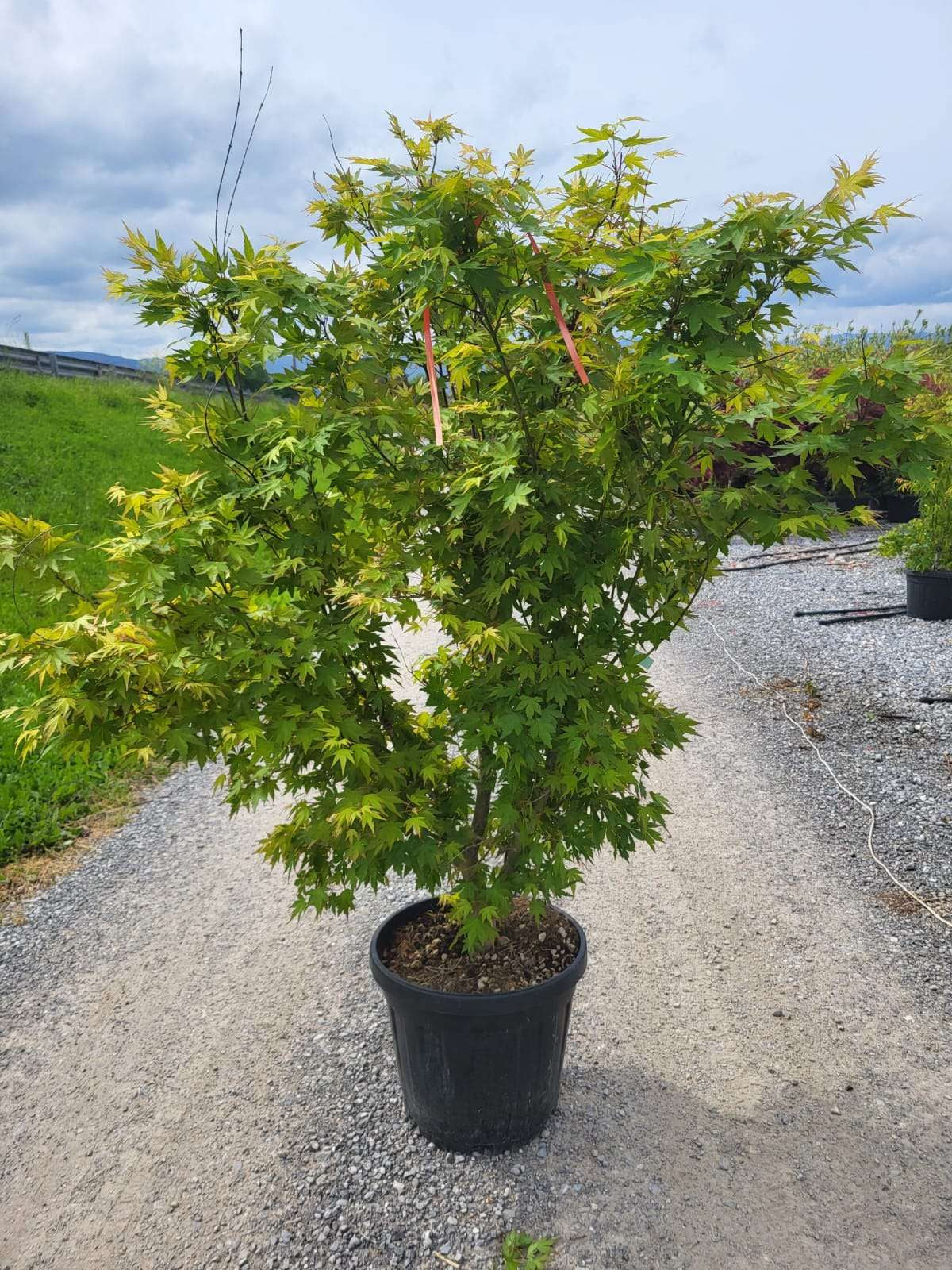 ACER palmatum 'Atropurpureum'