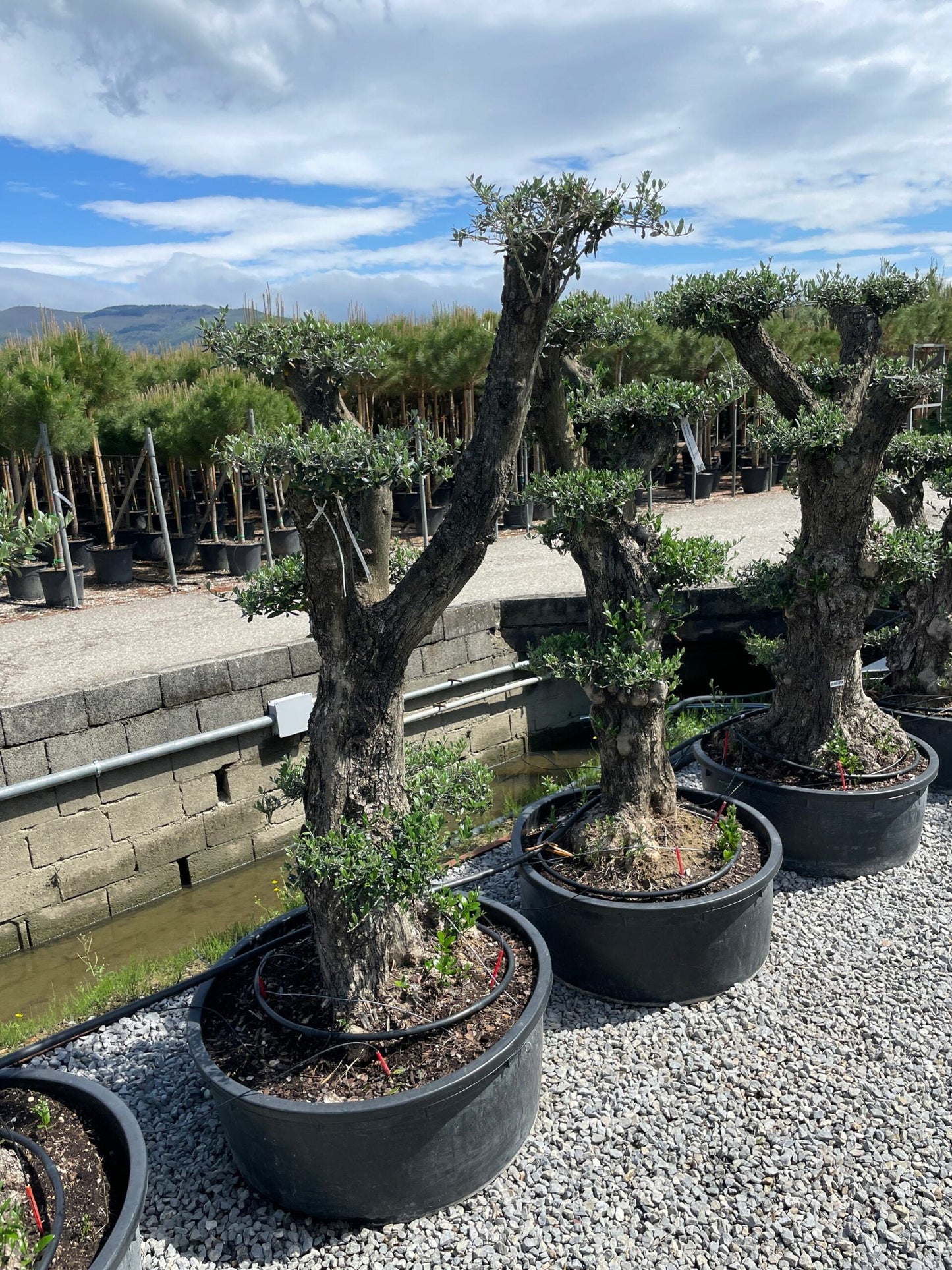 OLEA europaea 'Aglandaou'