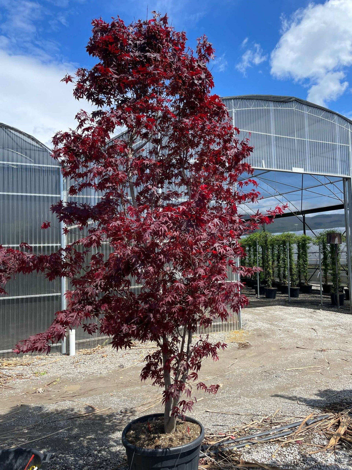 ACER palmatum 'Butterfly'
