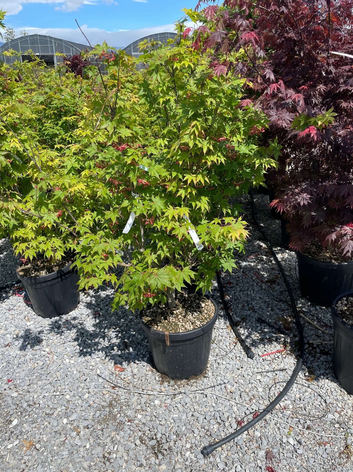 ACER palmatum 'Pink Passion'
