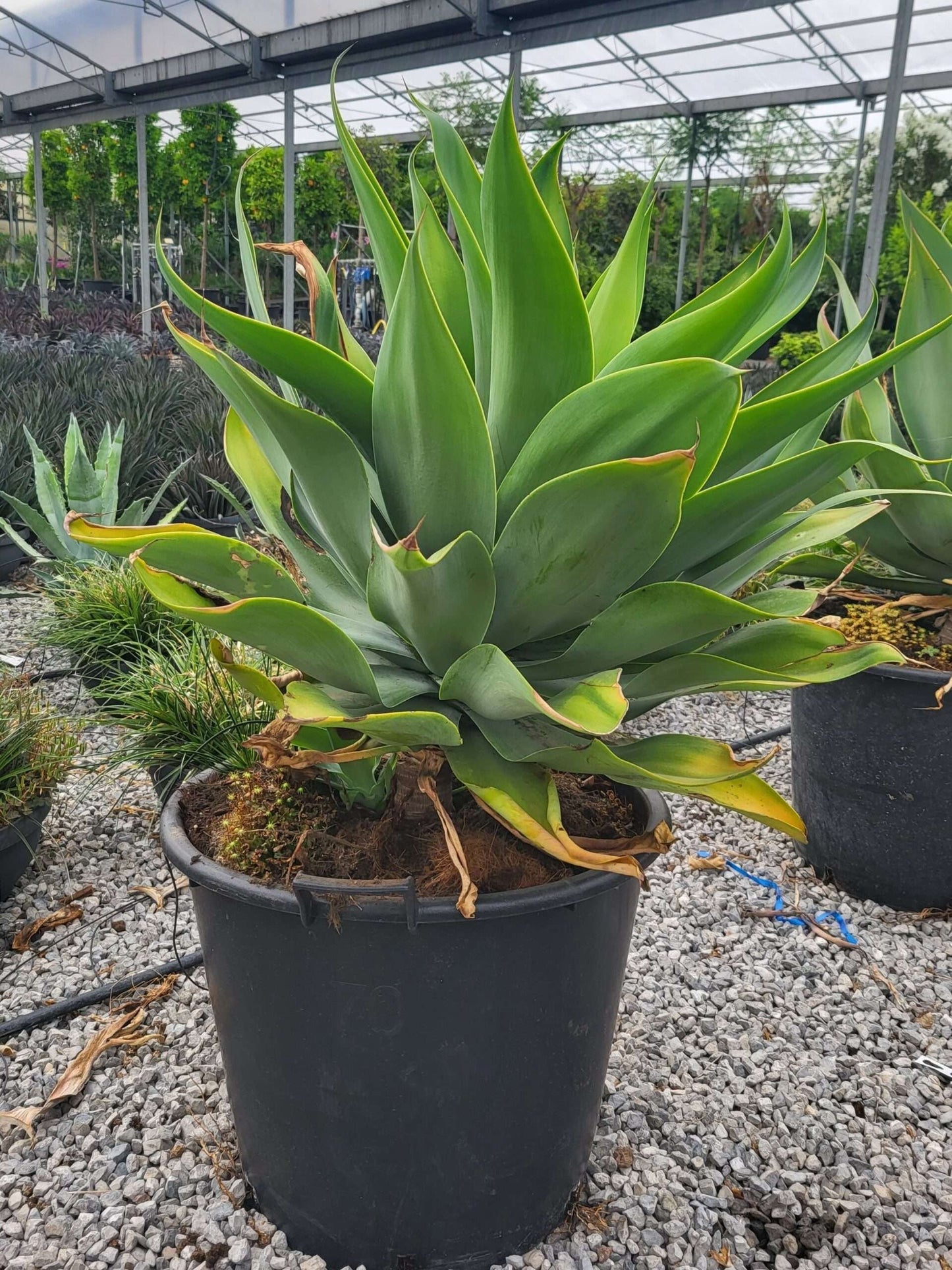 AGAVE desmettiana 'Variegata'