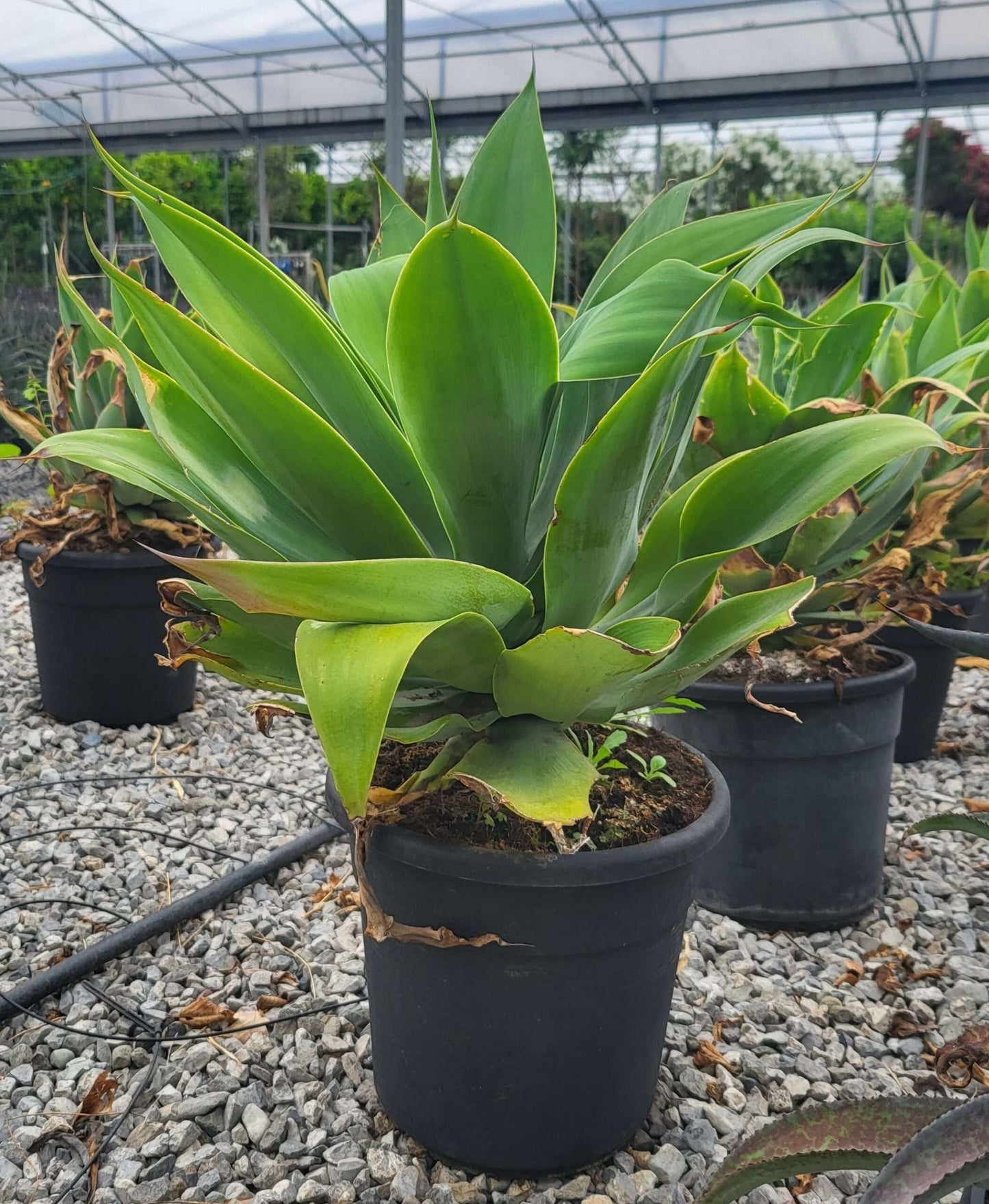 AGAVE desmettiana 'Variegata'