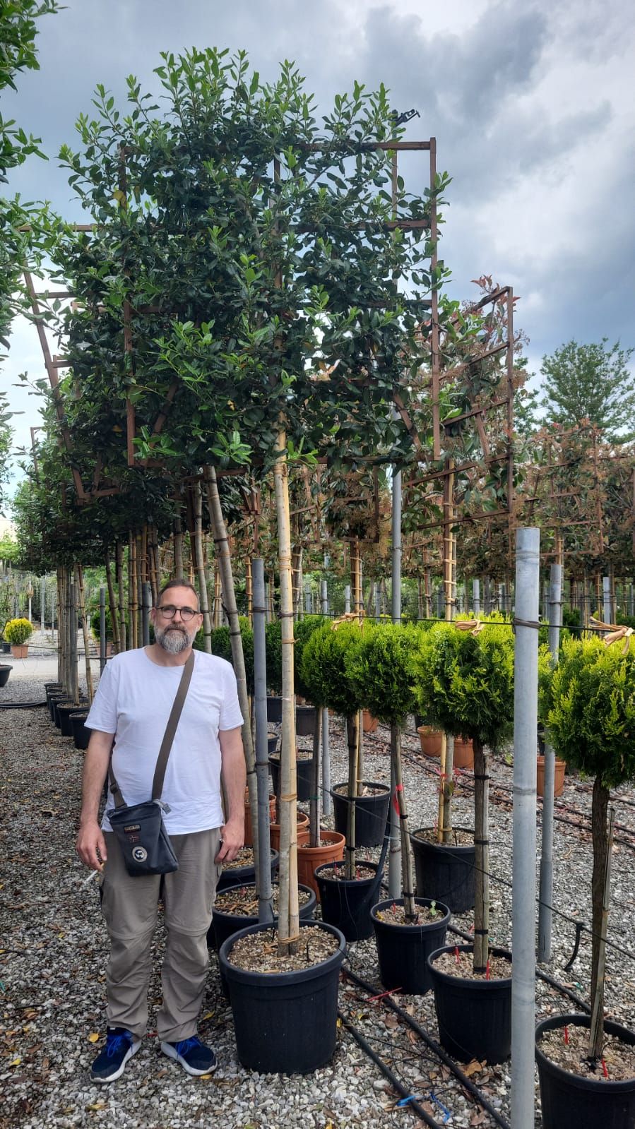 ILEX x altaclerensis 'Golden King'