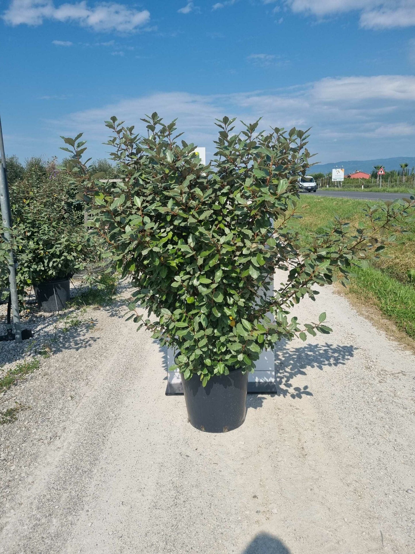 ELAEAGNUS x ebbingei 'Compacta'