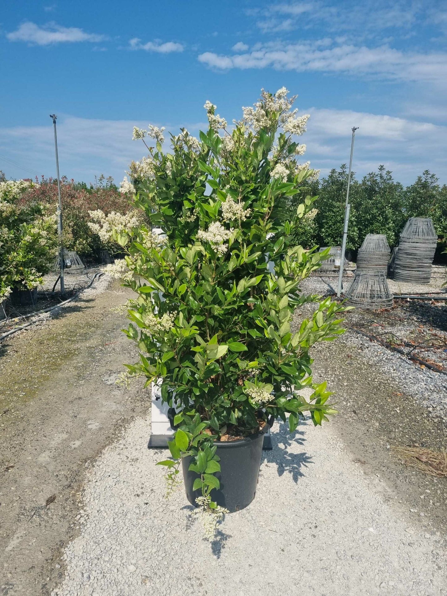 LIGUSTRUM texanum 'Fastigiata'