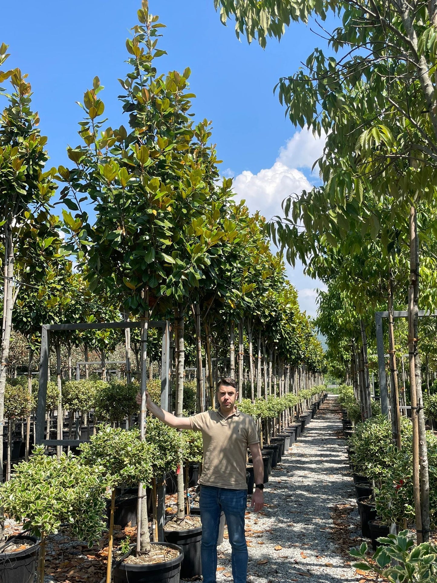 MAGNOLIA grandiflora 'Galissoniensis Praecox'