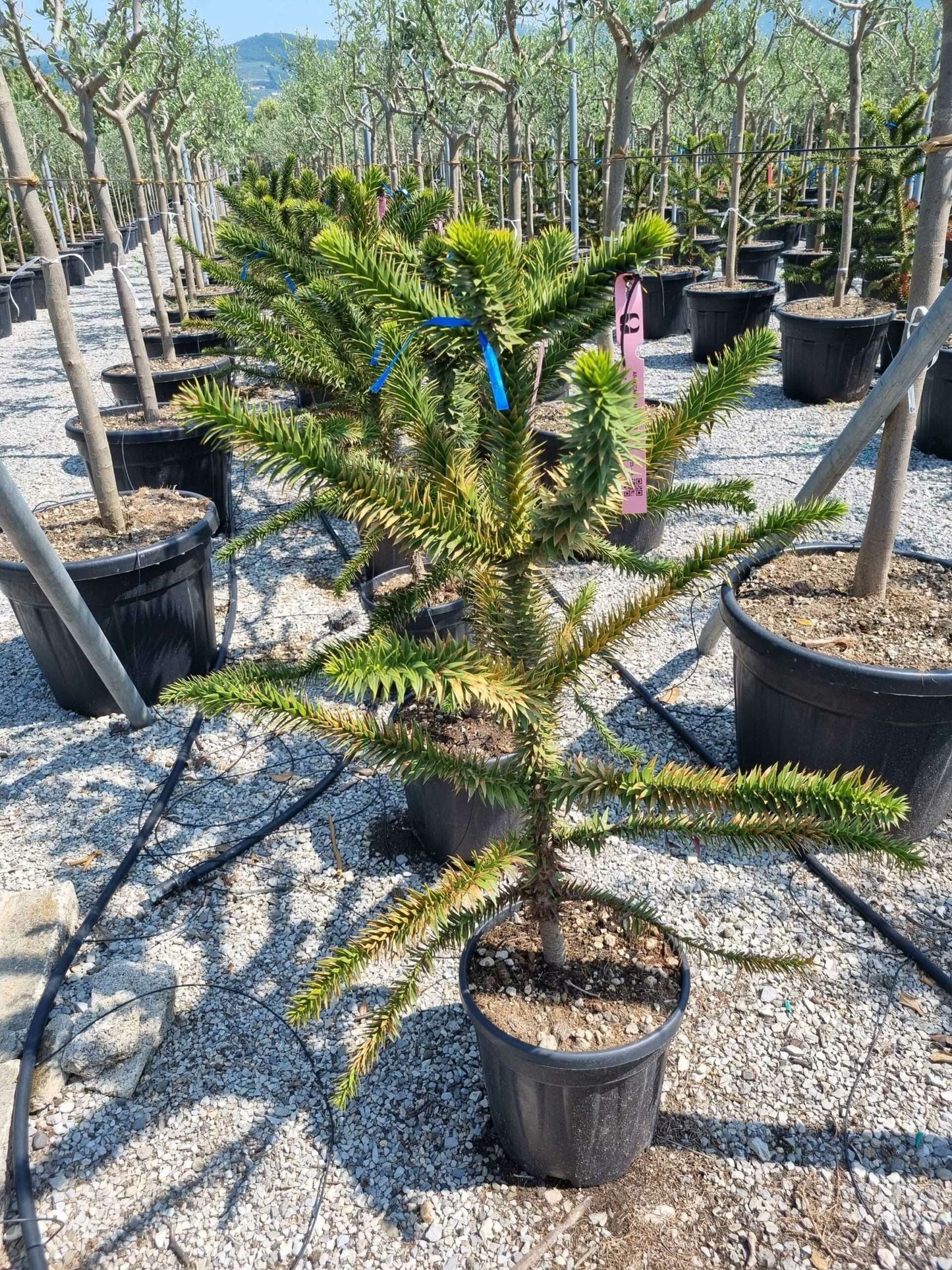 ARAUCARIA excelsa