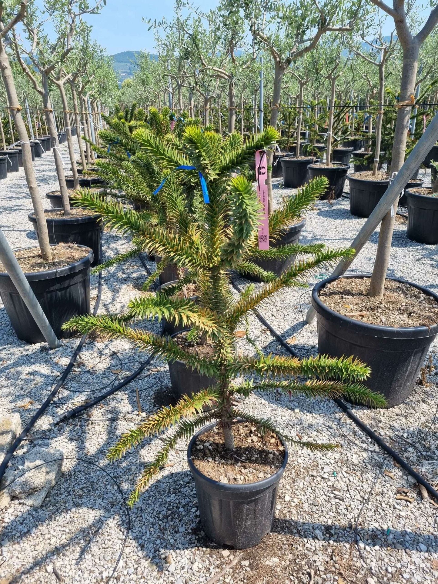 ARAUCARIA excelsa