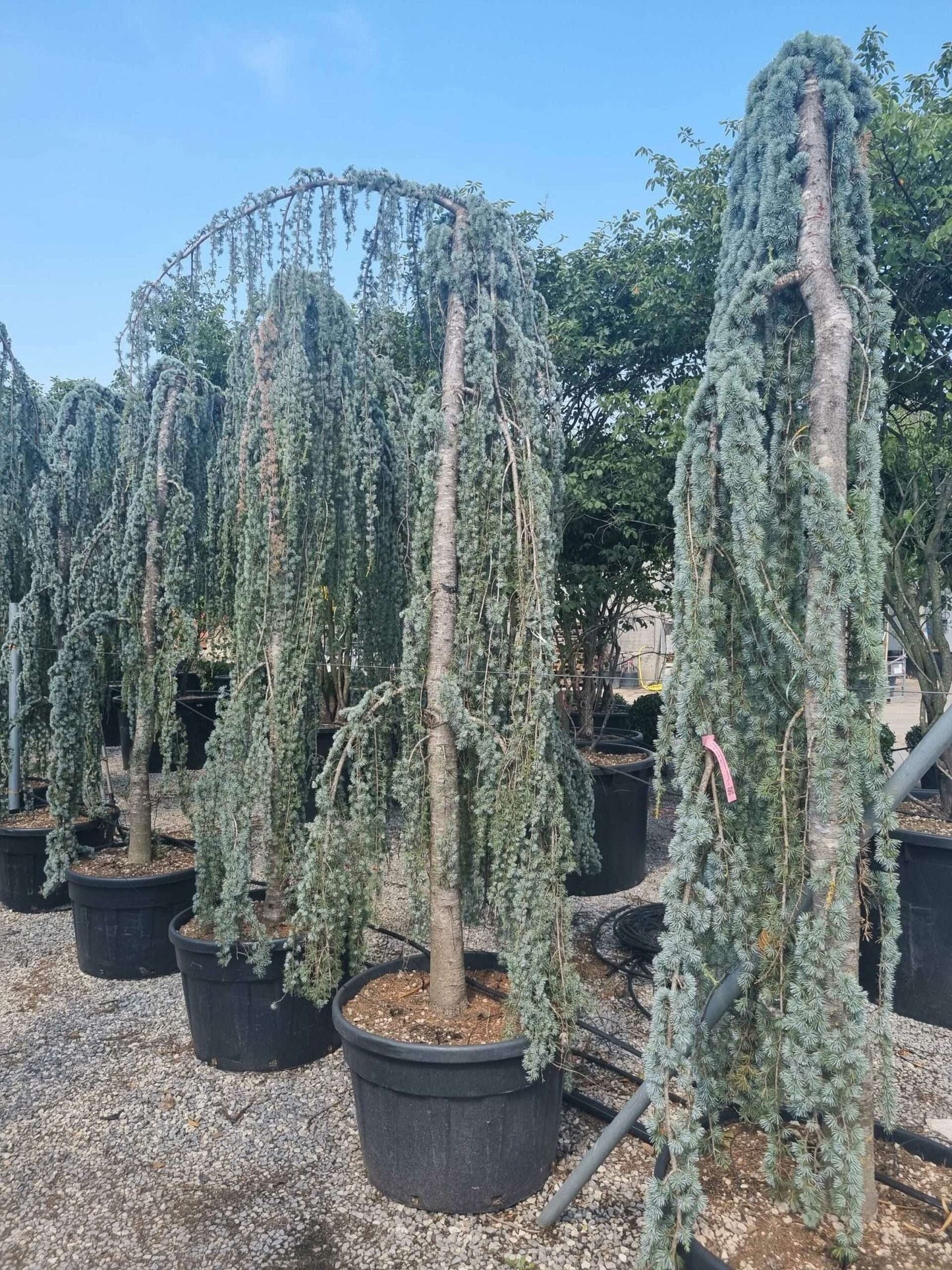 CEDRUS atlantica 'Glauca'