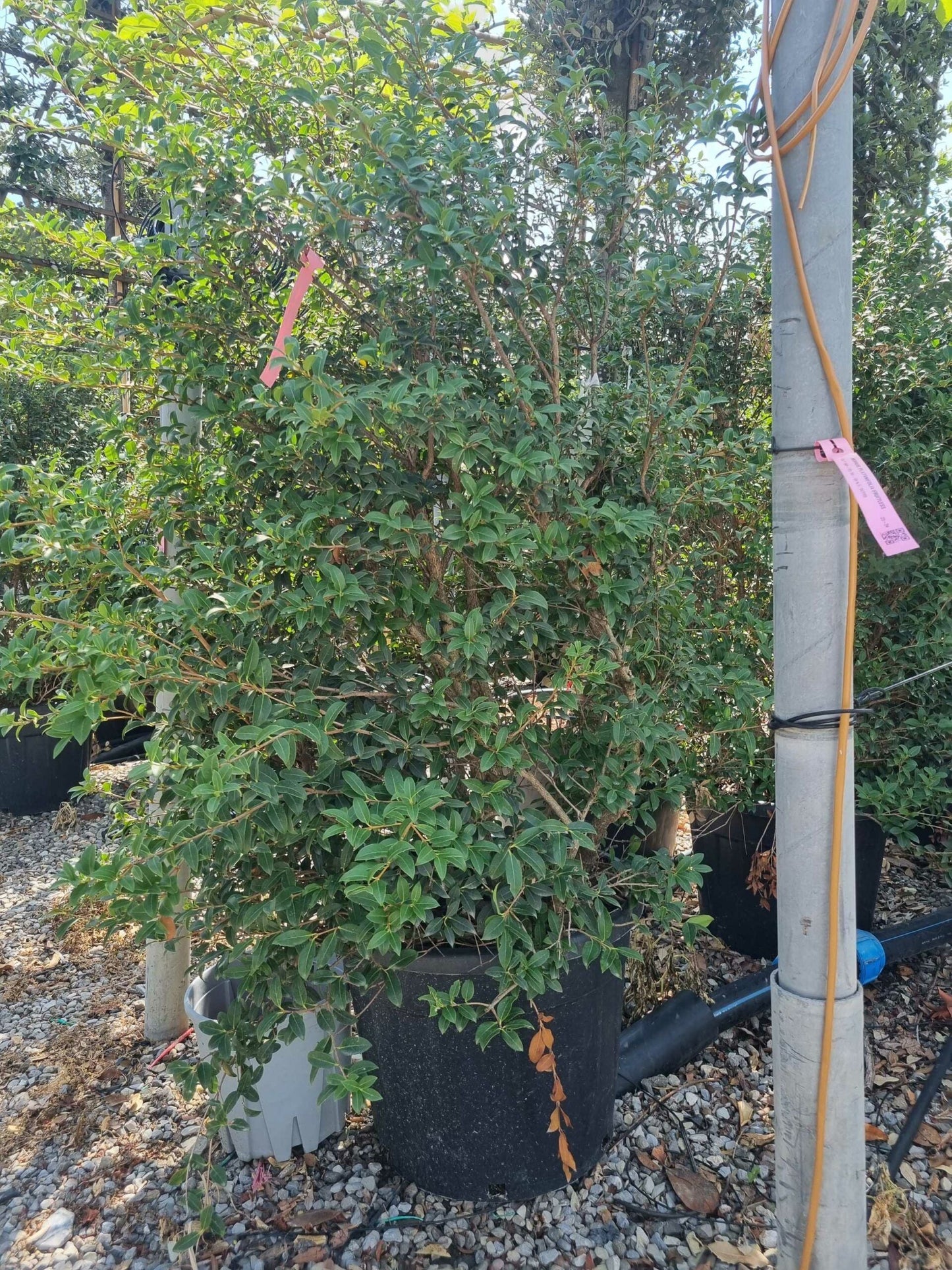 OSTRYA carpinifolia