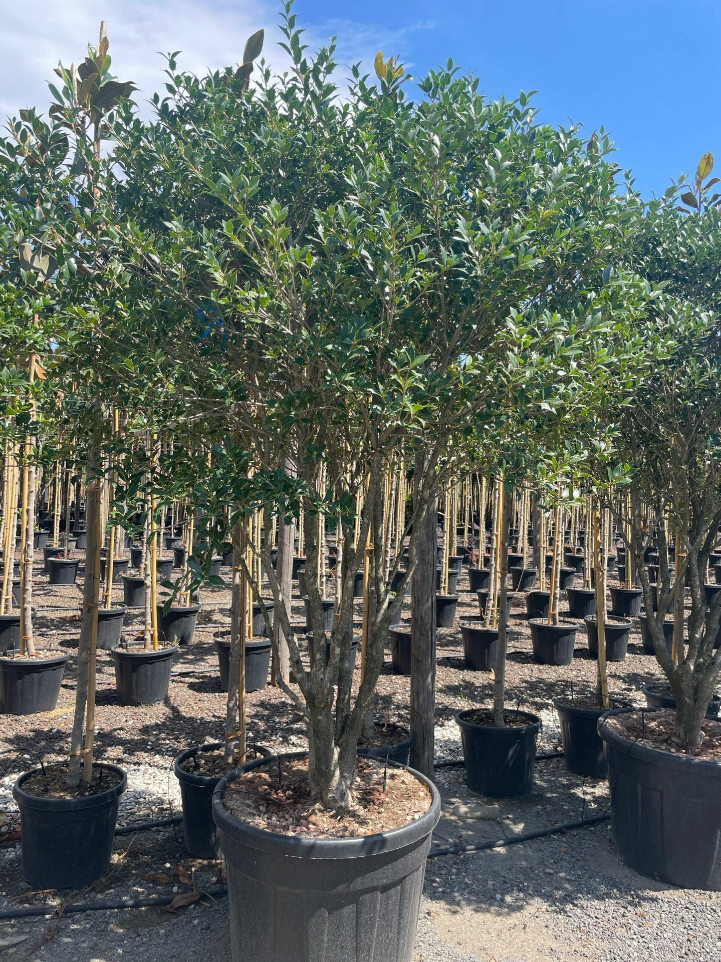OSMANTHUS heterophyllus 'Giulfti'