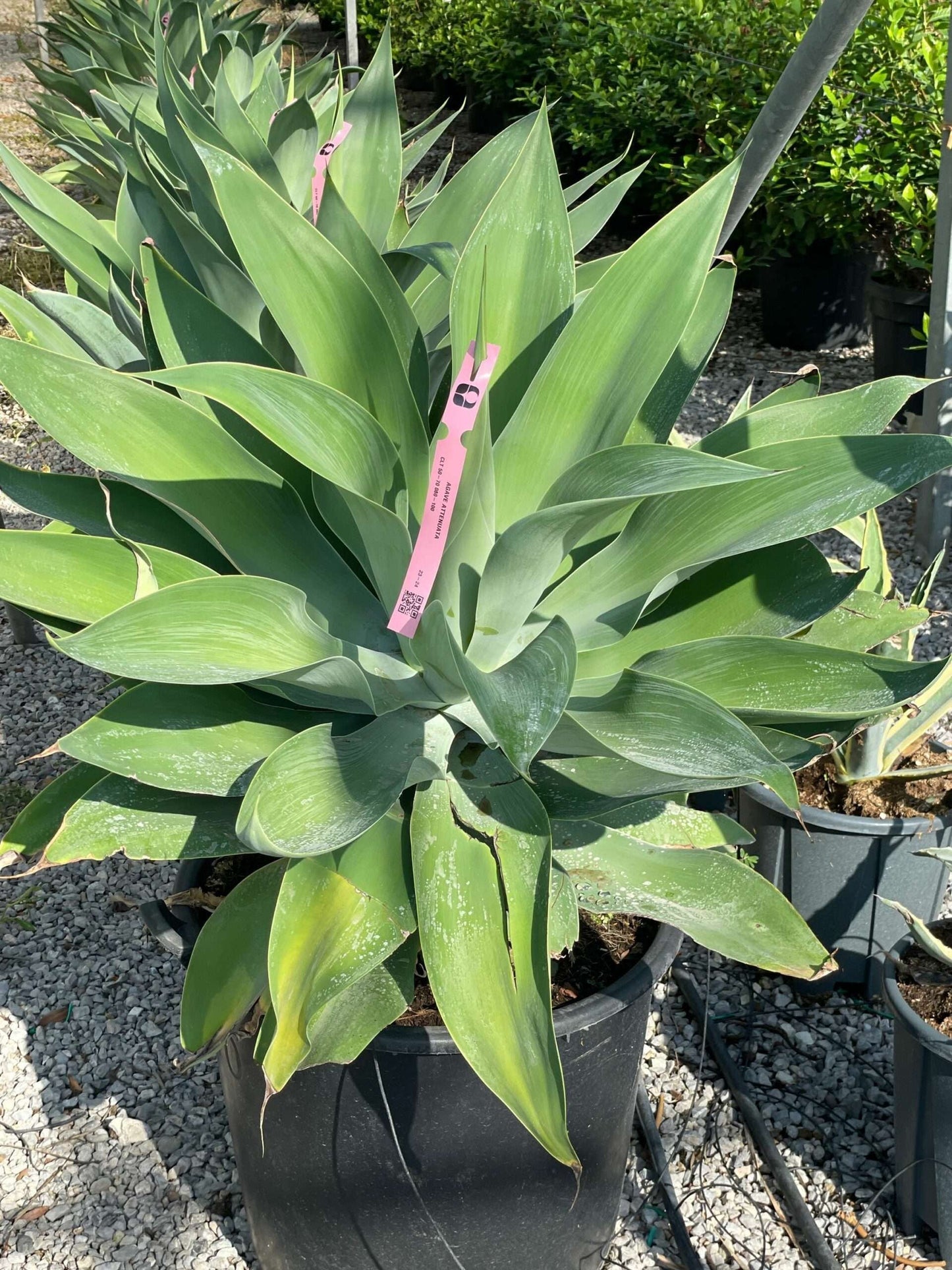 AGAVE desmettiana 'Variegata'