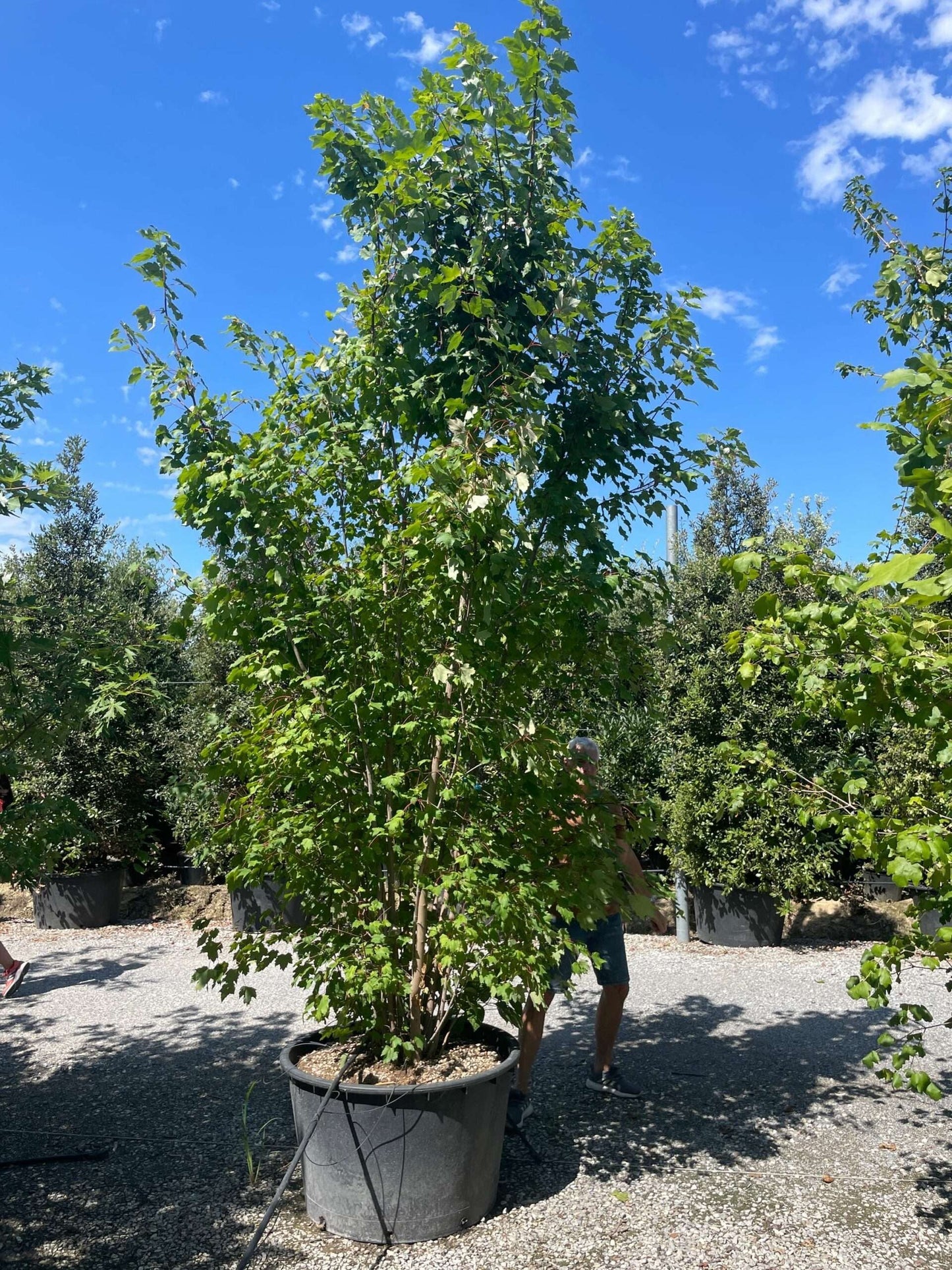 ACER rubrum 'Brandywine'