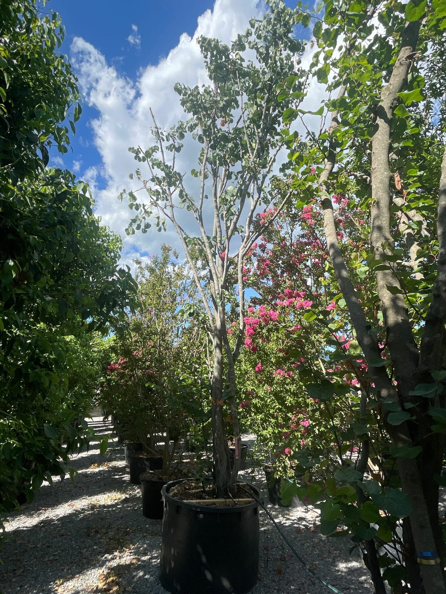 CERCIS siliquastrum 'Alba'