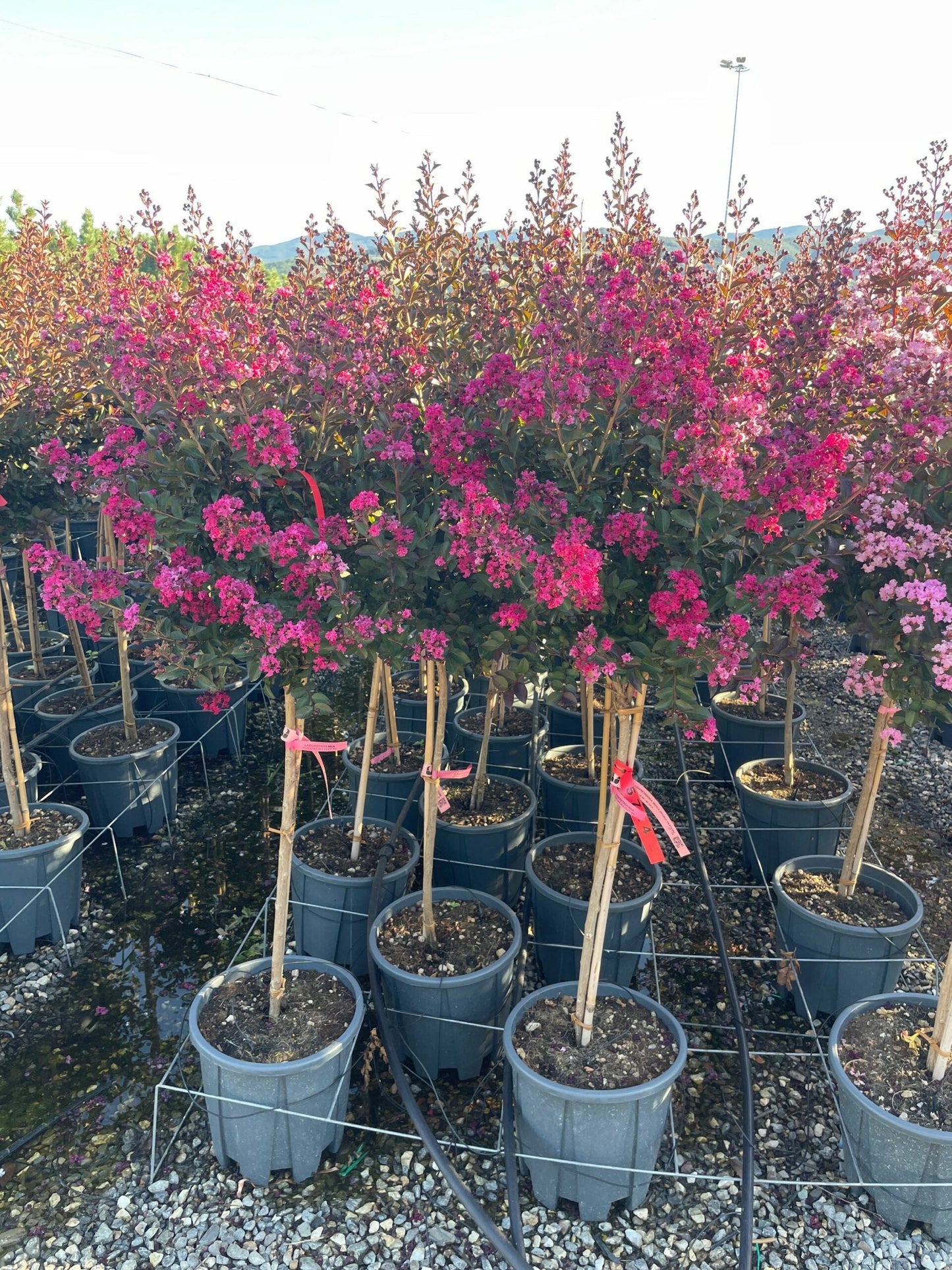 LAGERSTROEMIA indica 'Enduring Summer Red'