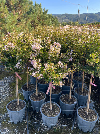 LAGERSTROEMIA indica 'Maroon Star'
