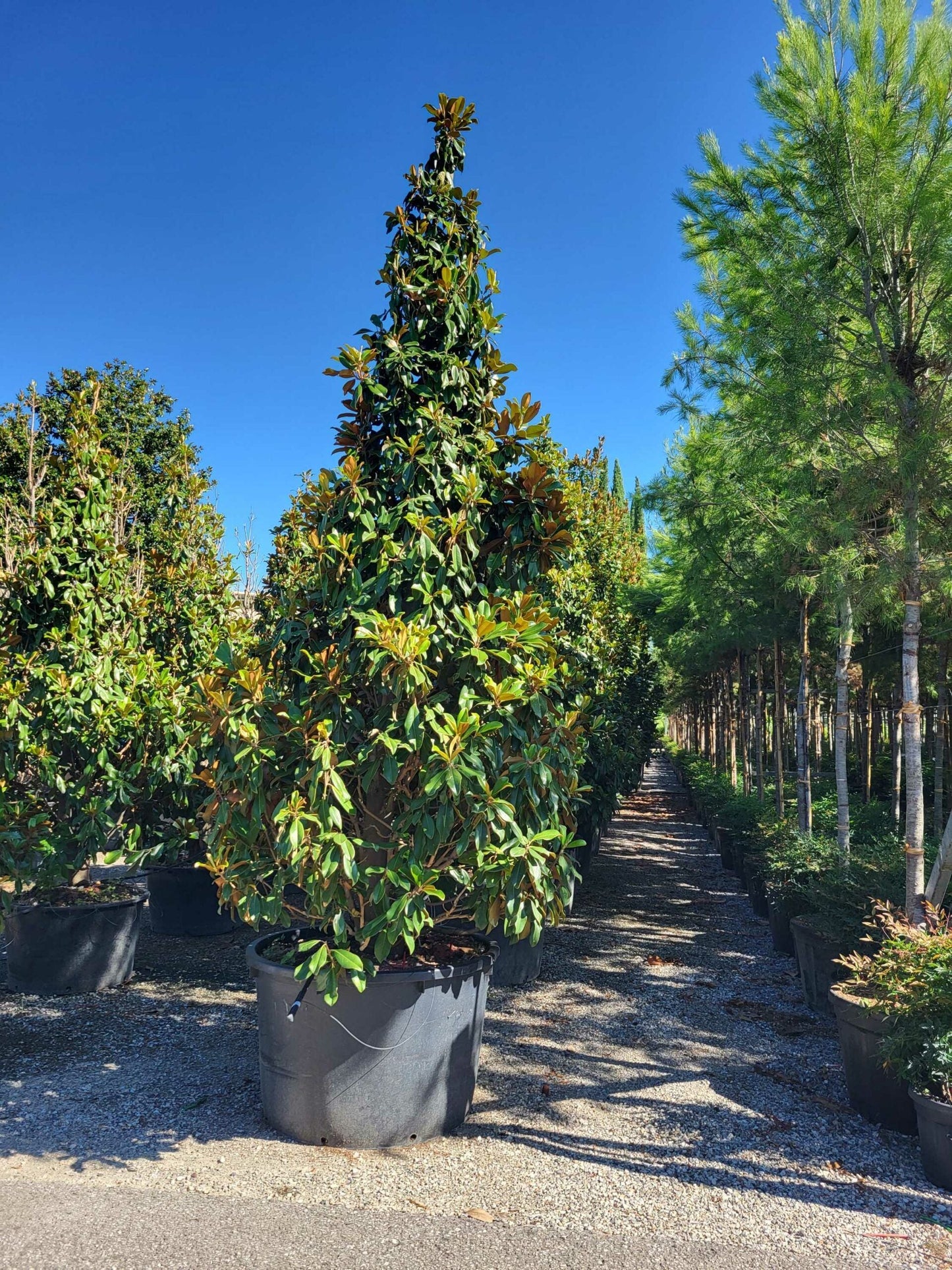 MAGNOLIA grandiflora 'Galissoniensis'