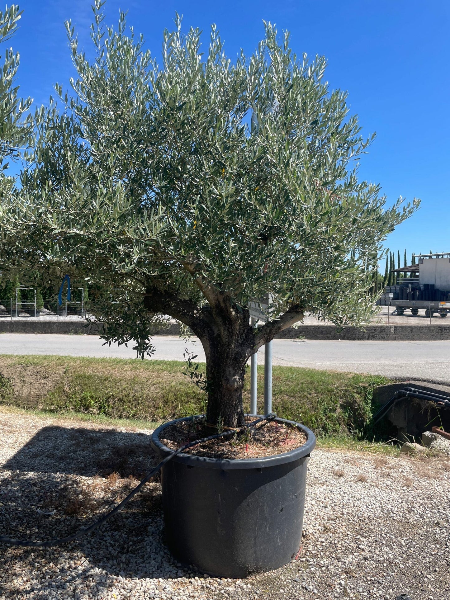 OLEA europaea 'Aglandaou'
