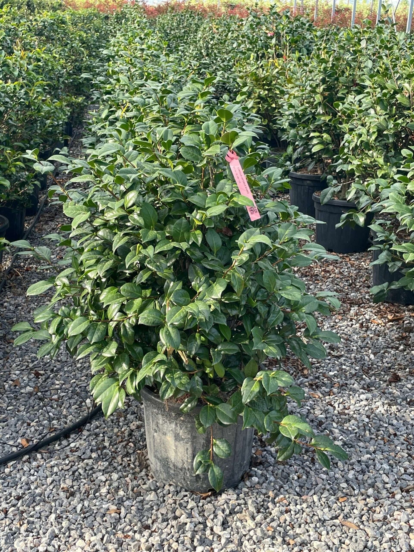 CAMELLIA japonica 'Black Lace'