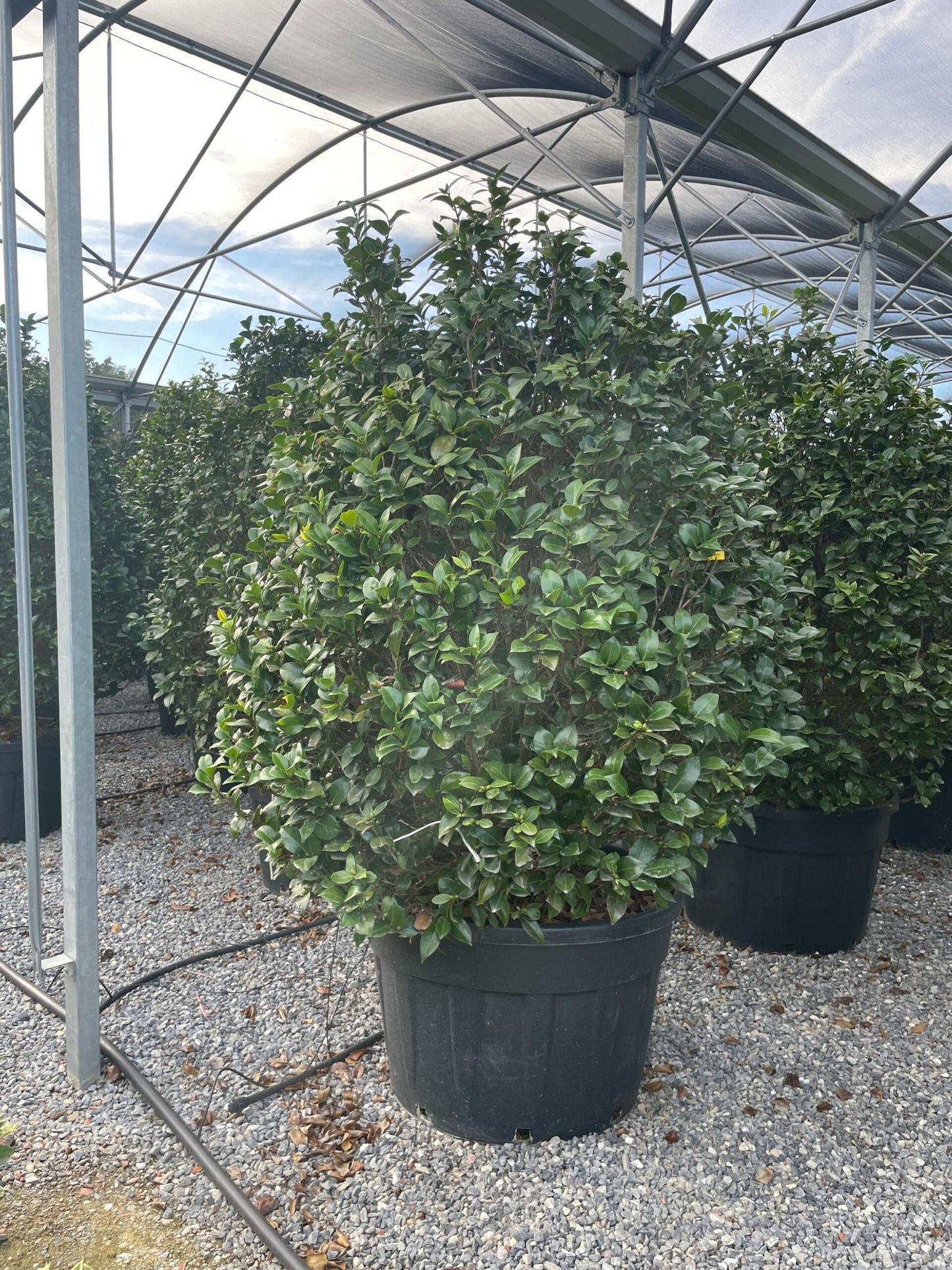 CAMELLIA japonica 'Williamsii Winter gem-rosso'
