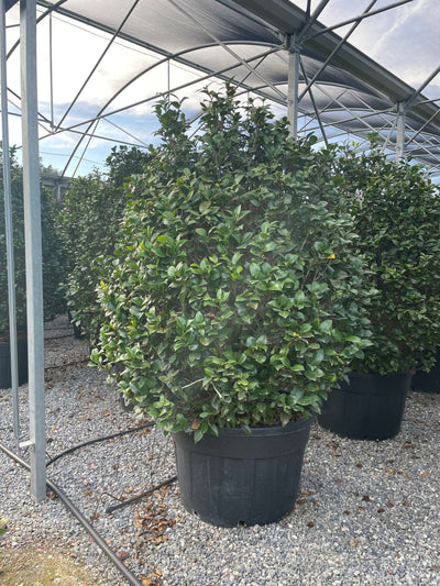 CAMELLIA japonica 'Williamsii Winter gem-rosso'