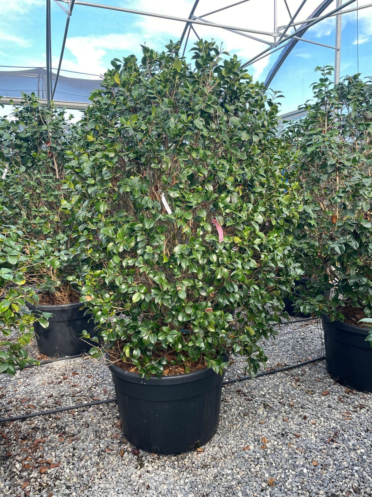 CAMELLIA japonica 'Madame Lourmande'