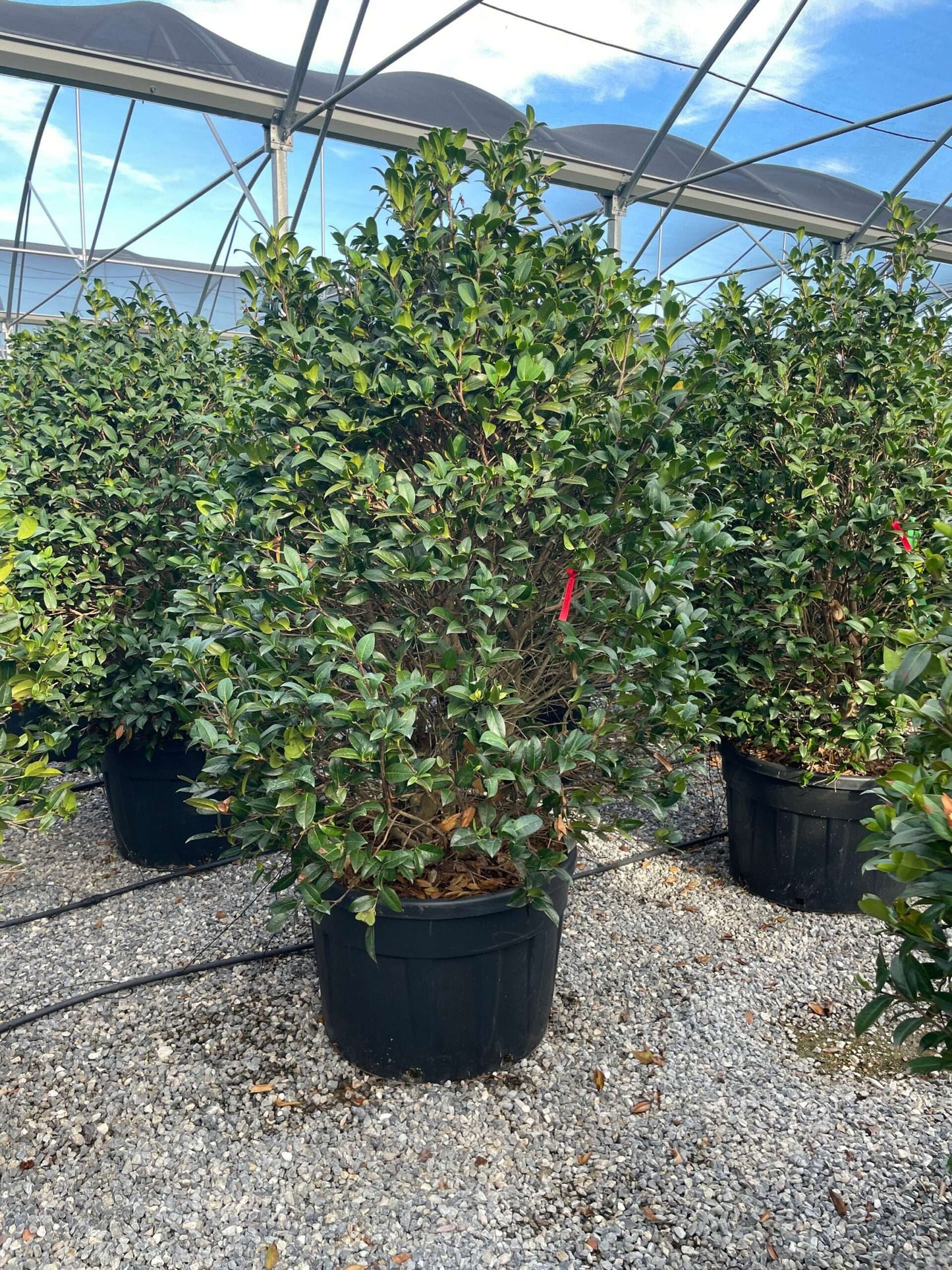 CAMELLIA japonica 'Jury's yellow'