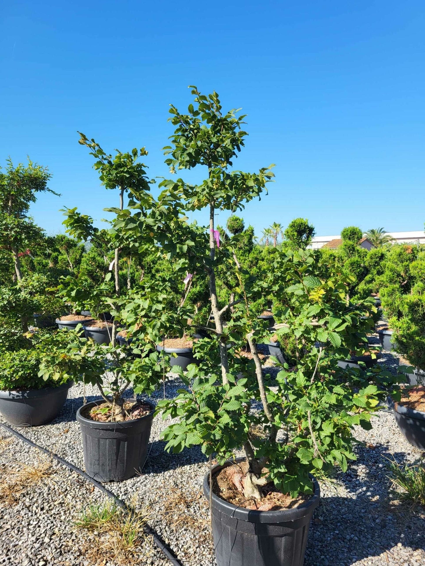 CARPINUS betulus 'Albert Beckman'