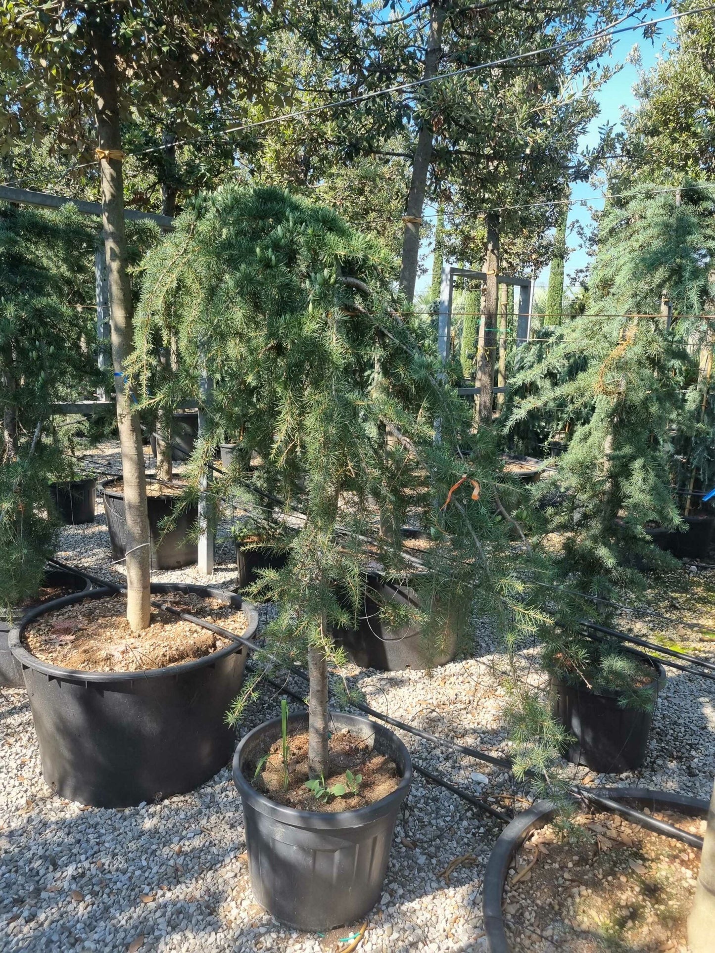 CEDRUS deodara 'Robusta Glauca'