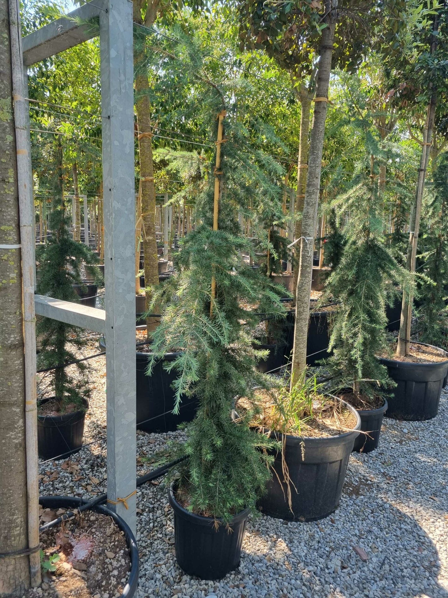CEDRUS deodara 'Robusta Glauca'