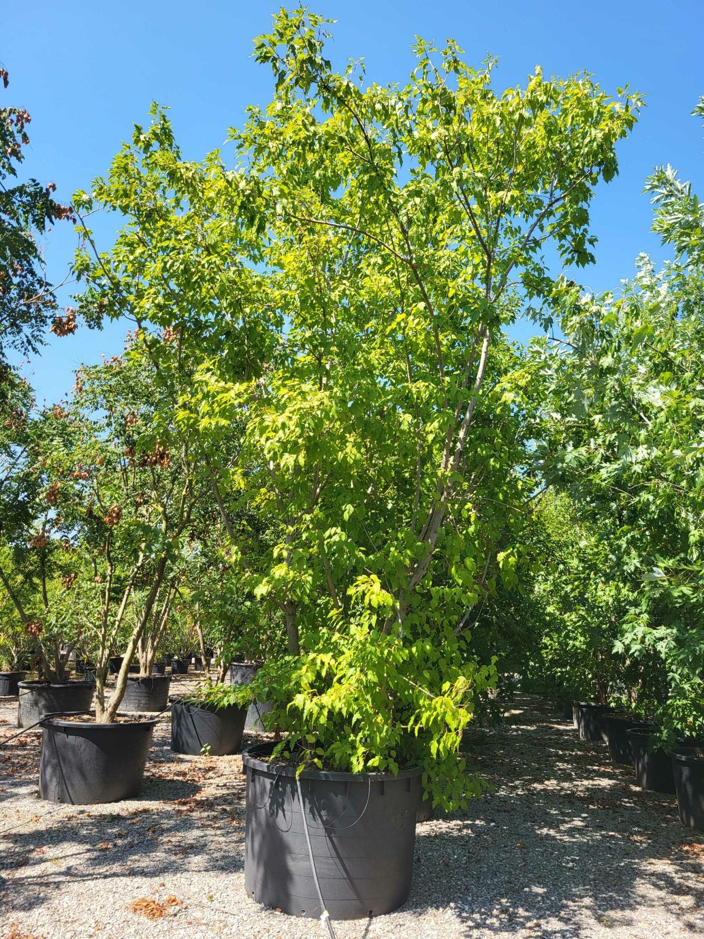 ACER griseum