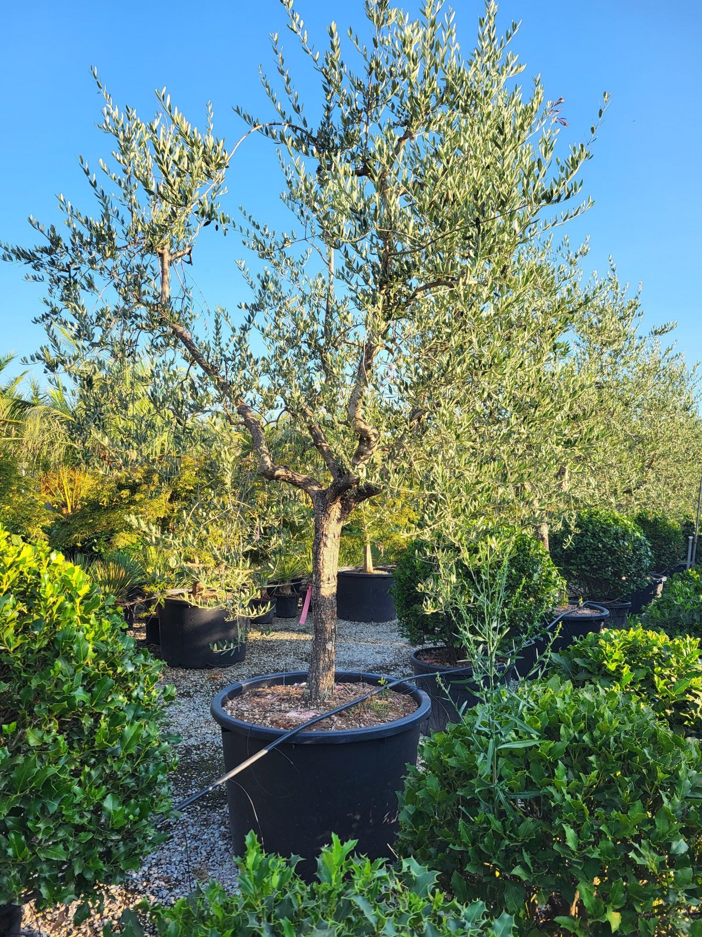 OLEA europaea 'Picholine'
