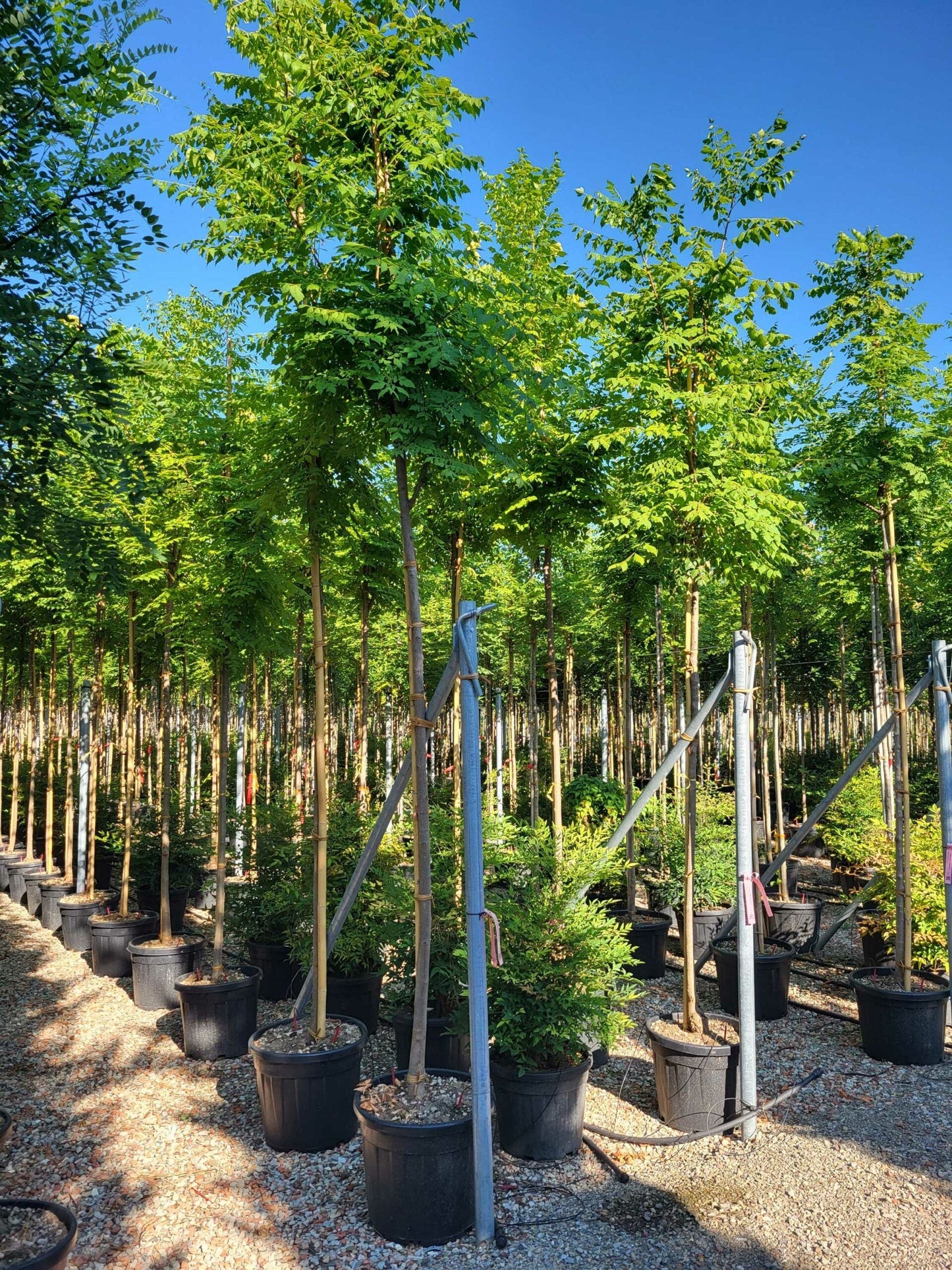 KOELREUTERIA paniculata 'Coral Sun' ®