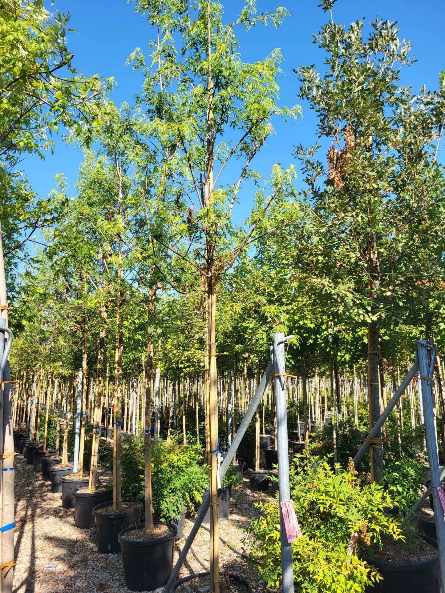 ACER x freemanii 'Autumn Fantasy' ®