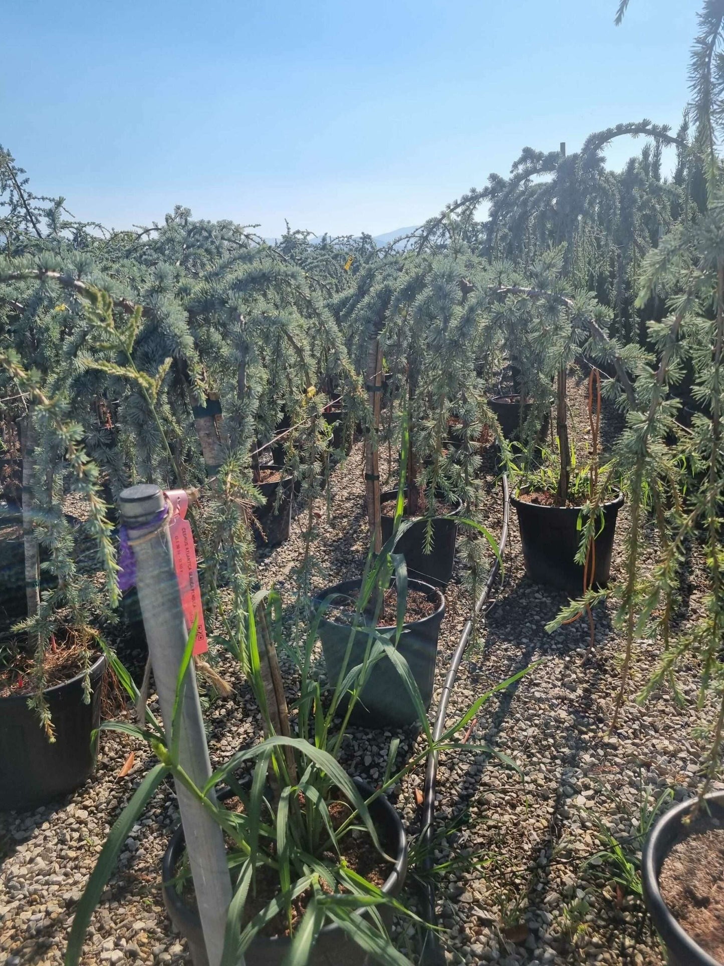 CEDRUS atlantica 'Glauca'