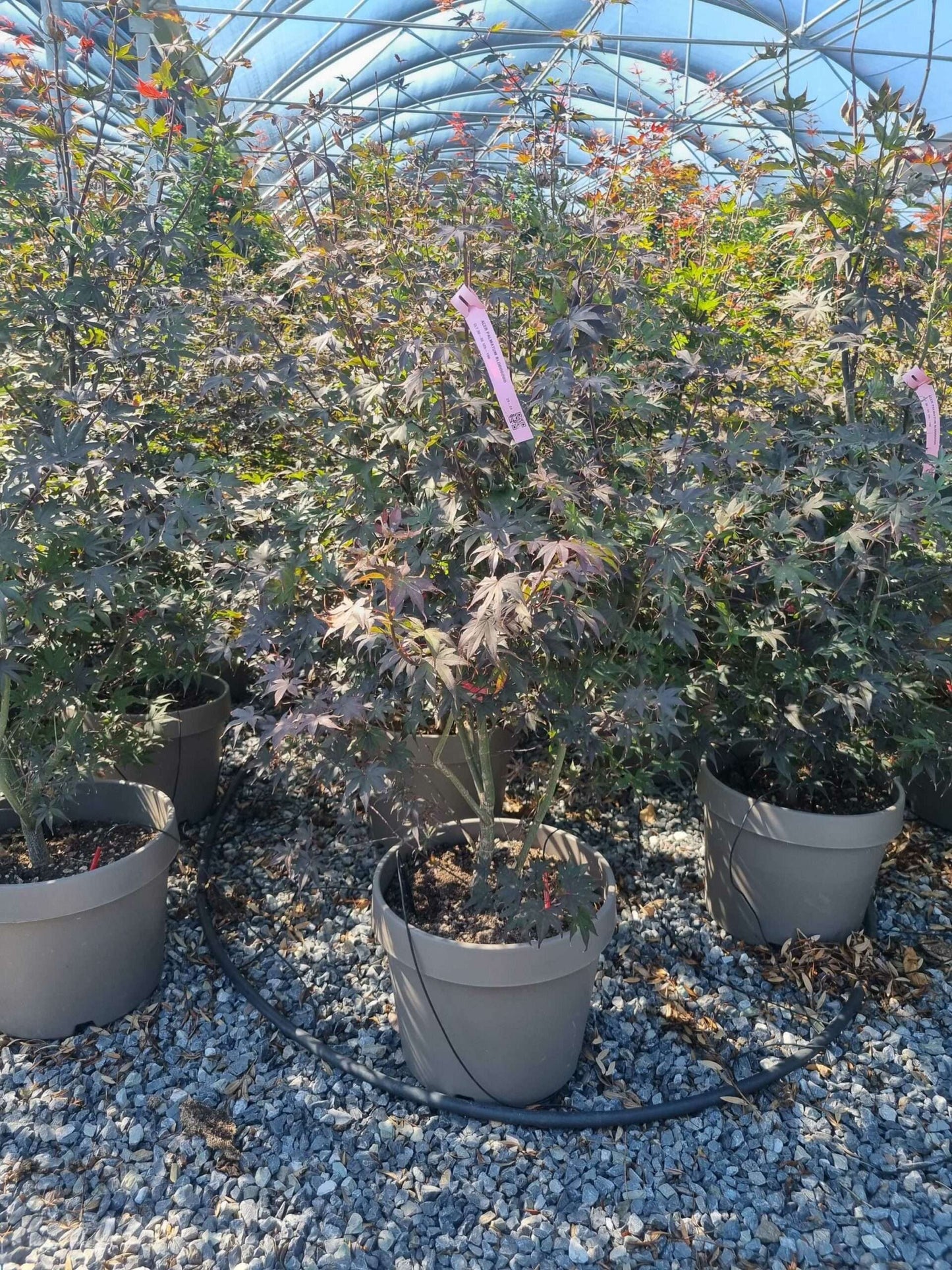 ACER palmatum 'Butterfly'