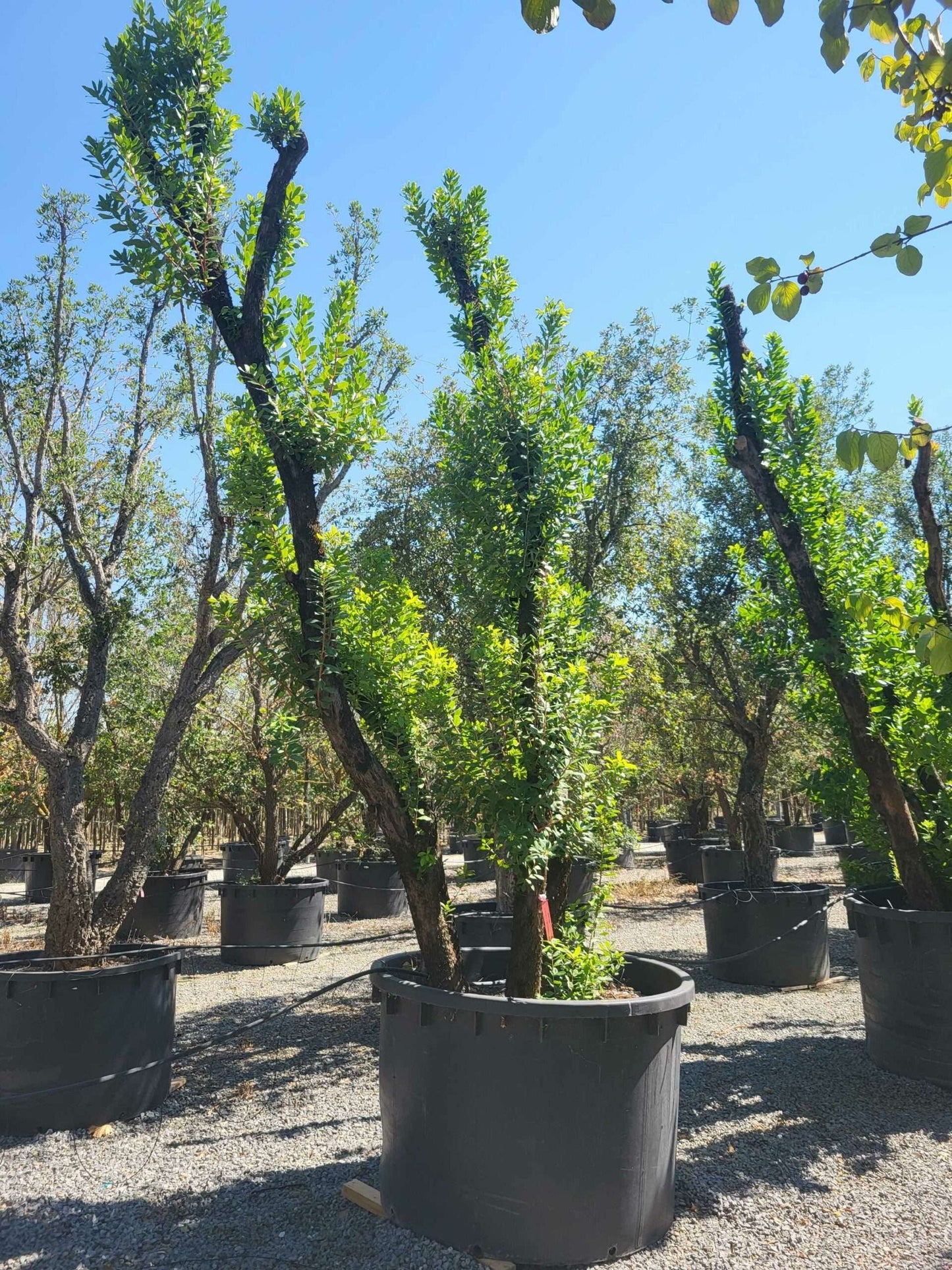 ARBUTUS unedo 'Compacta'