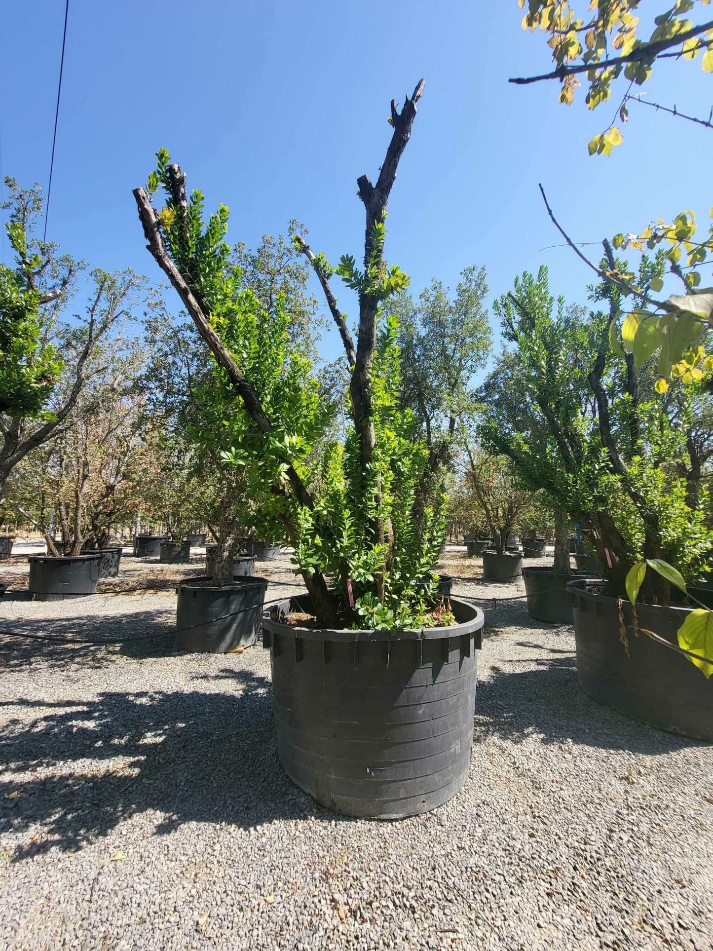 ARBUTUS unedo 'Compacta'
