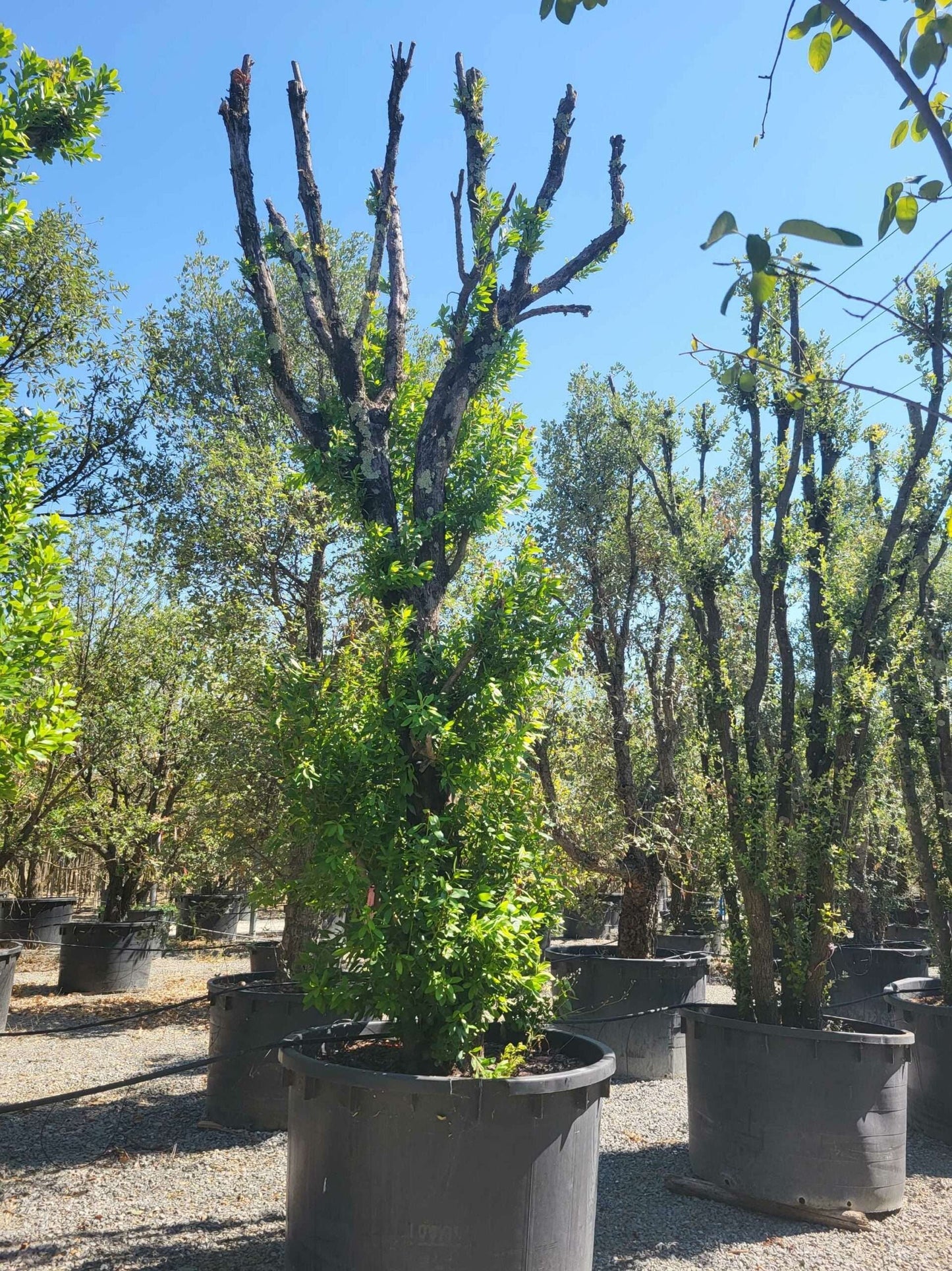 ARBUTUS unedo 'Compacta'