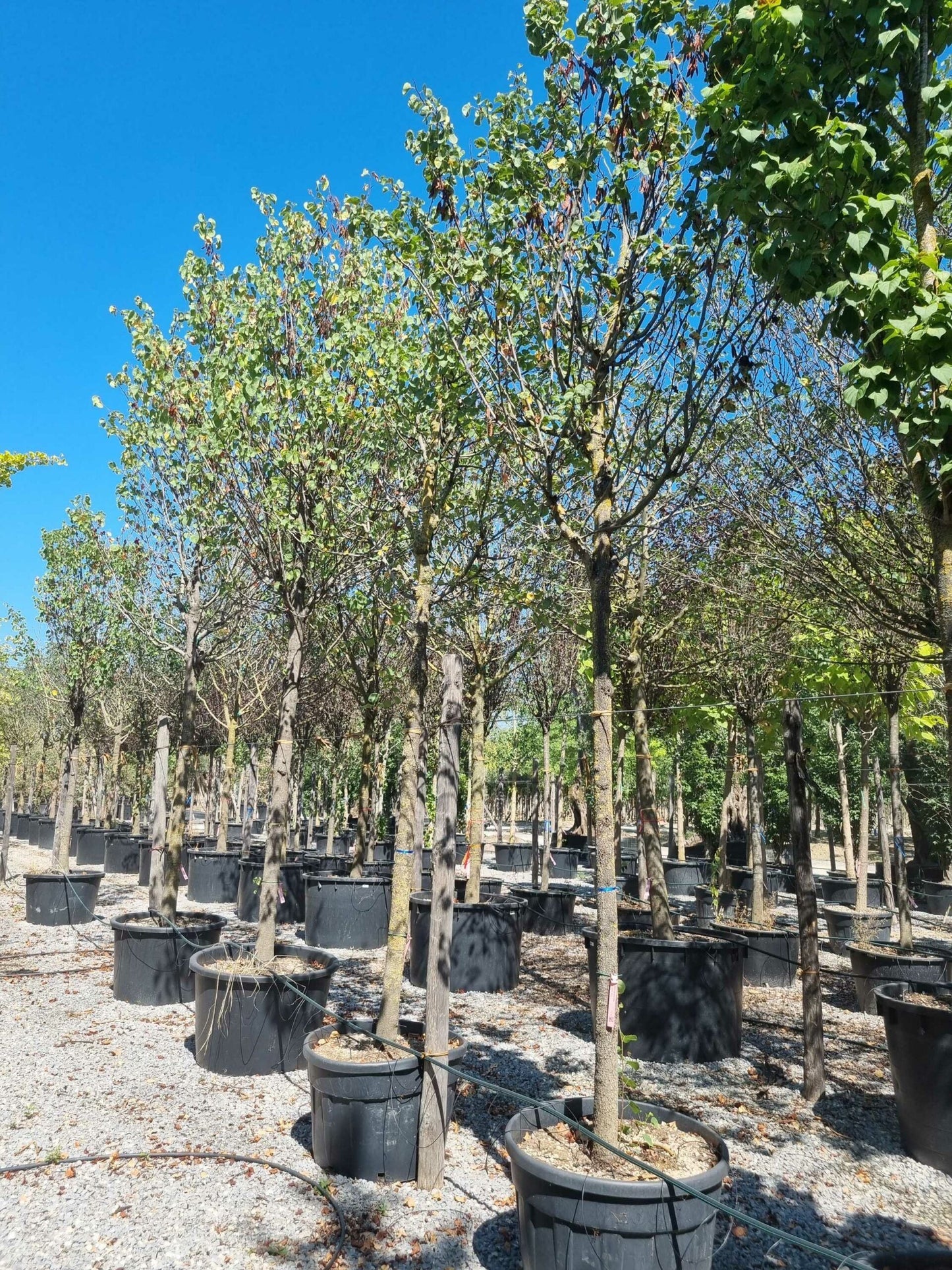 CERCIS siliquastrum 'Alba'