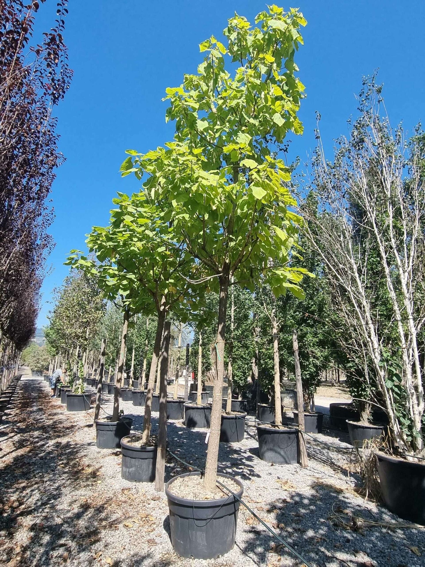 CATALPA bignonioides 'Aurea'